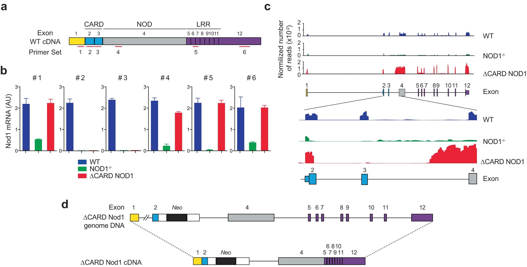 Extended Data Fig. 1: NOD1−/− mice do not express NOD1 mRNA while ΔCARD NOD1 animals synthesize a truncated transcript lacking exons 2 and 3 encoding the CARD domain.