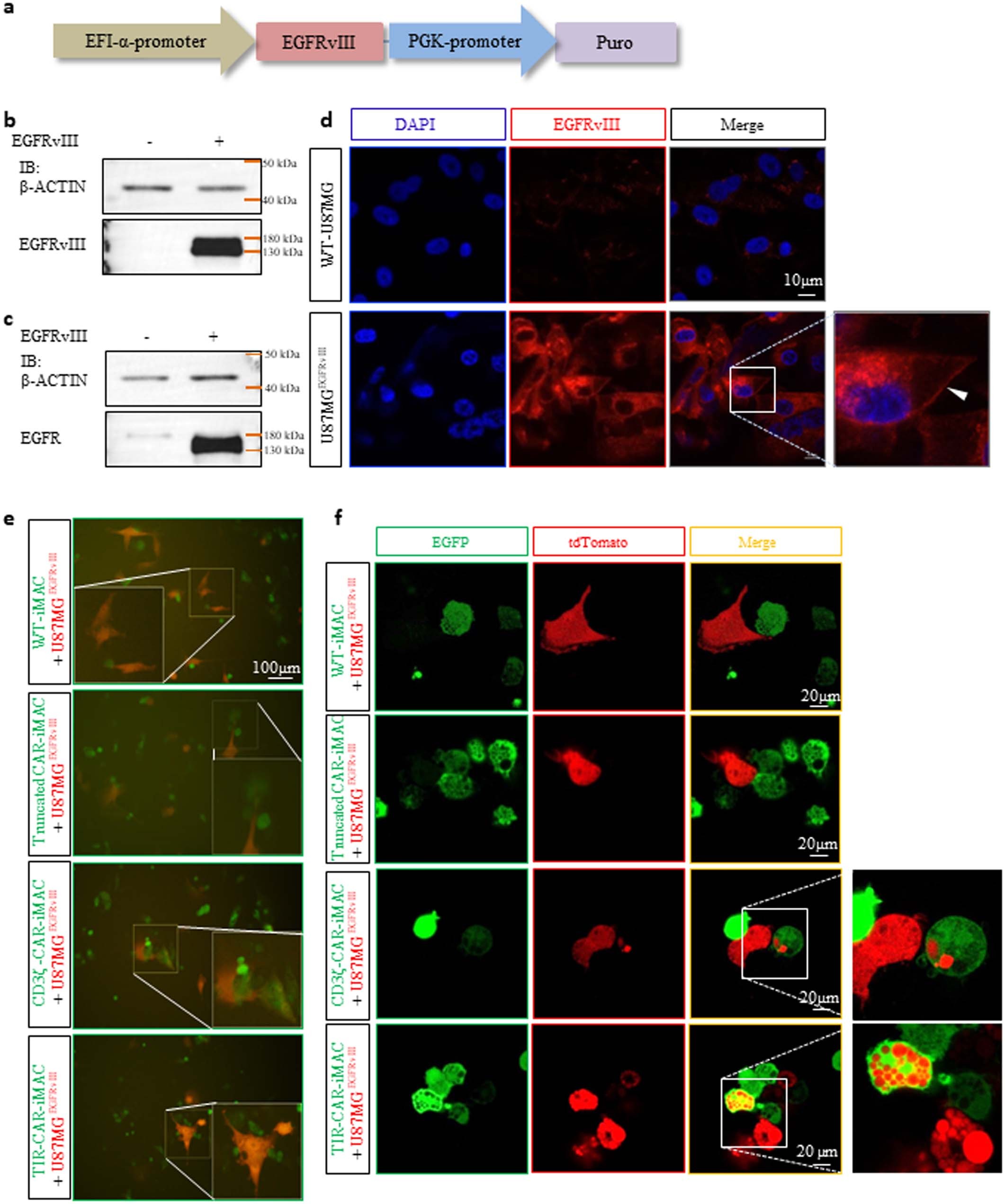 Extended Data Fig. 1