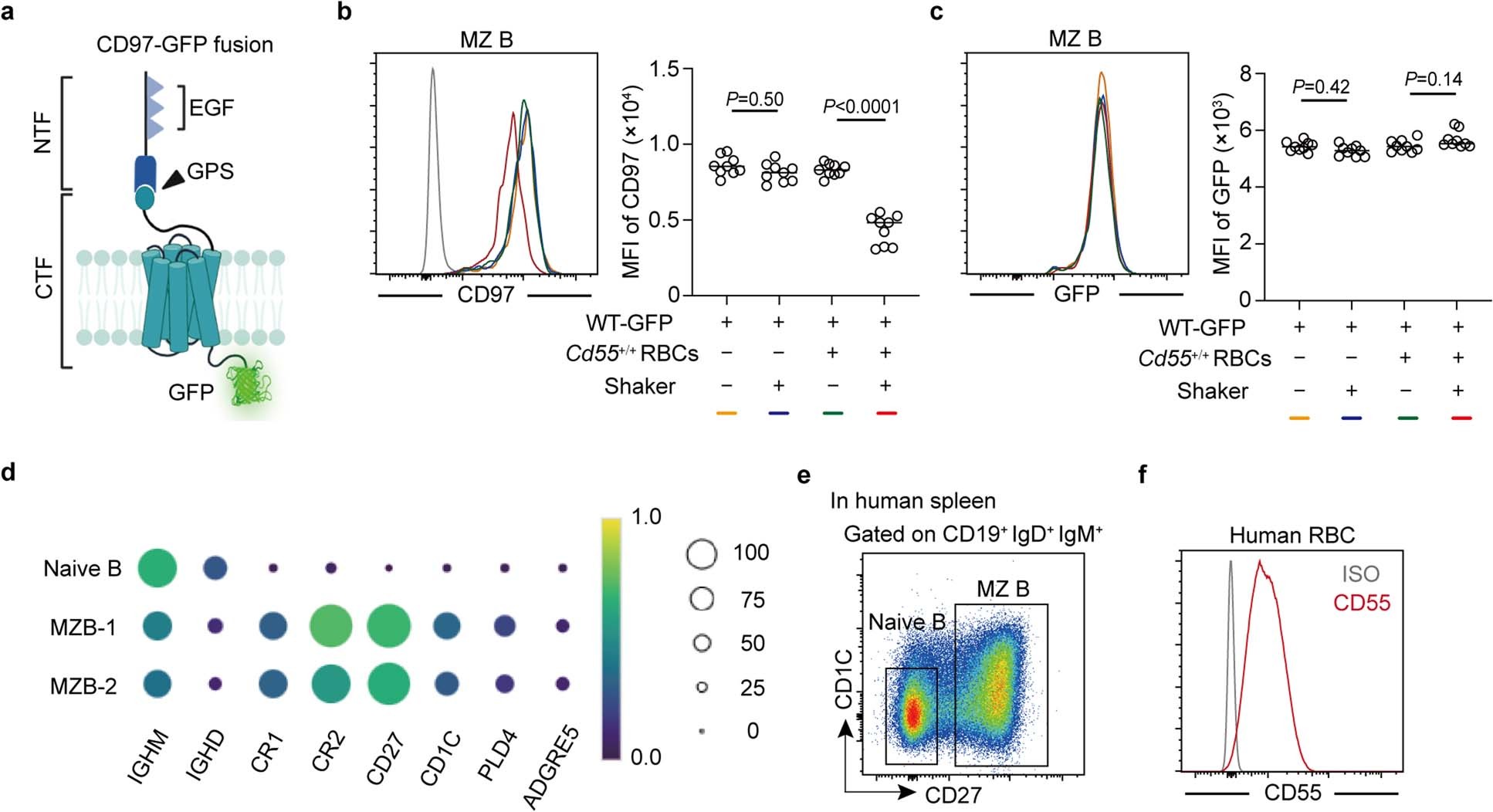 Extended Data Fig. 5: CD55-mediated extraction of CD97 NTF under shear stress is conserved on human MZ B cells.