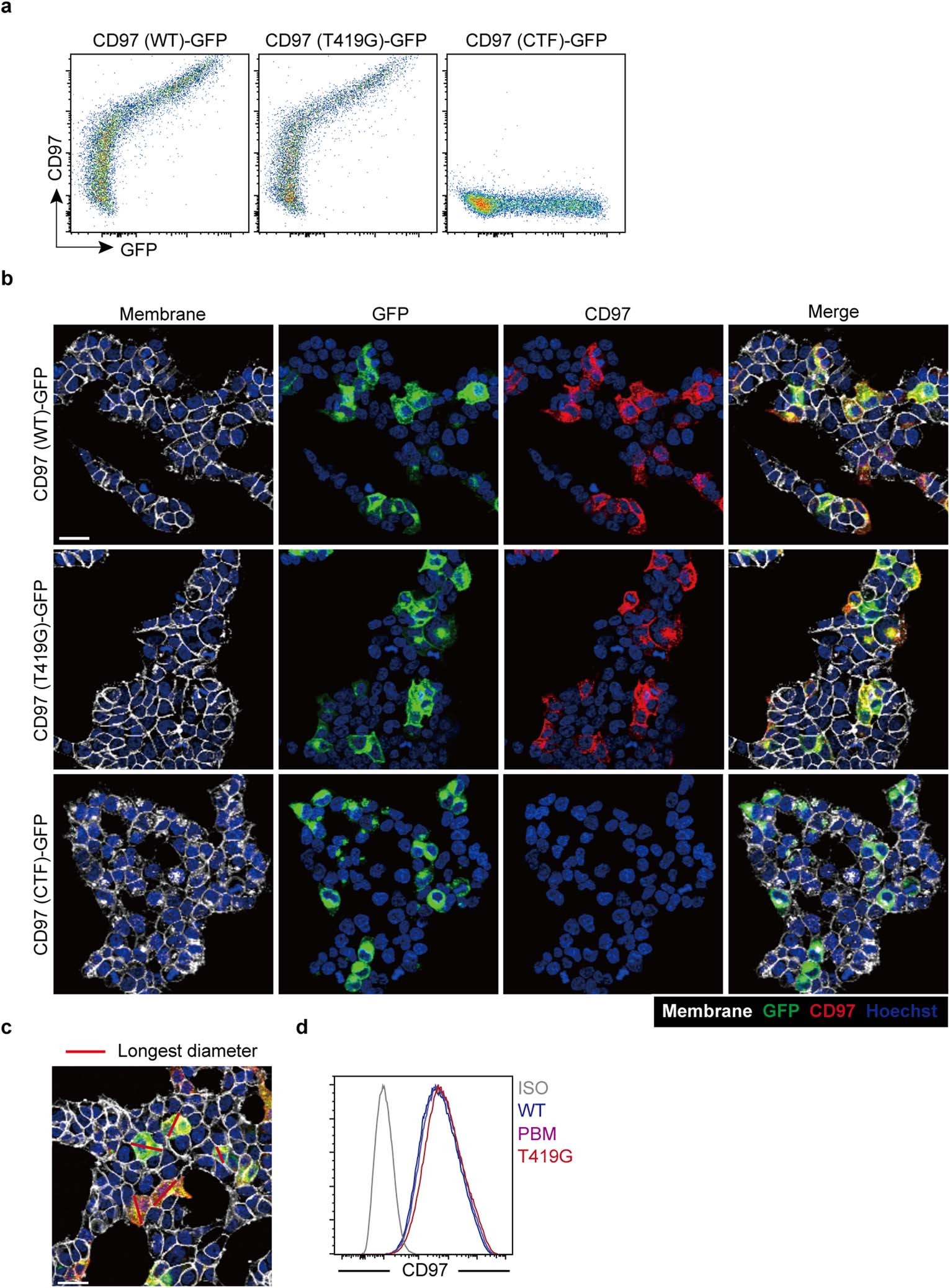 Extended Data Fig. 6: CD97 promotes cell membrane retraction through activation of RhoA.