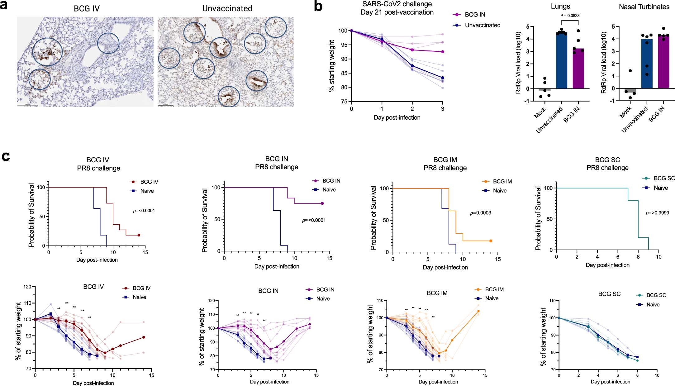 Extended Data Fig. 1: BCG delivered via multiple routes of vaccination conferred protection against SARS-CoV-2 and influenza A PR8.