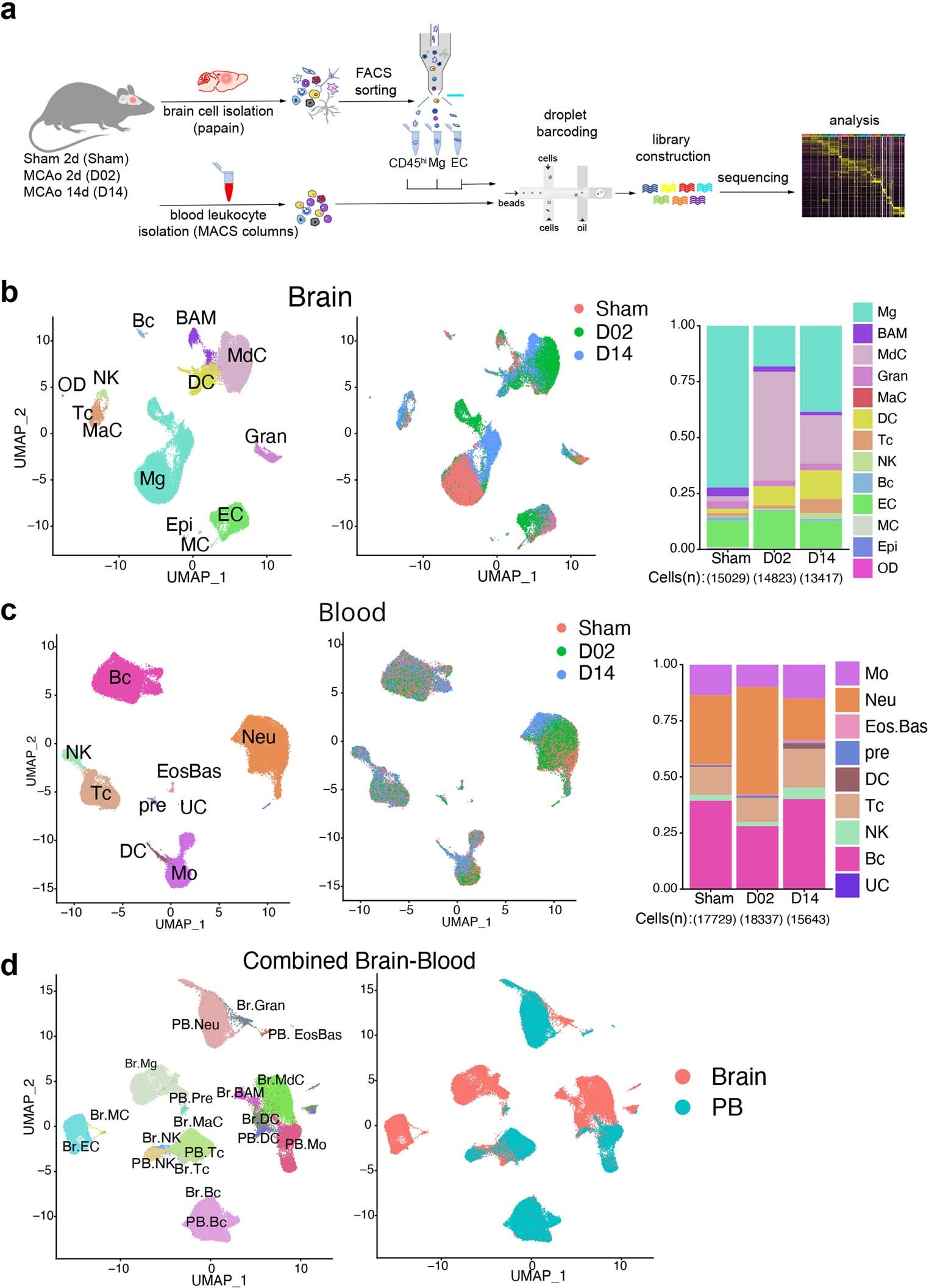 Extended Data Fig. 1: Single-cell transcriptomic profiling of mouse brain and blood cells after transient focal cerebral ischemia.