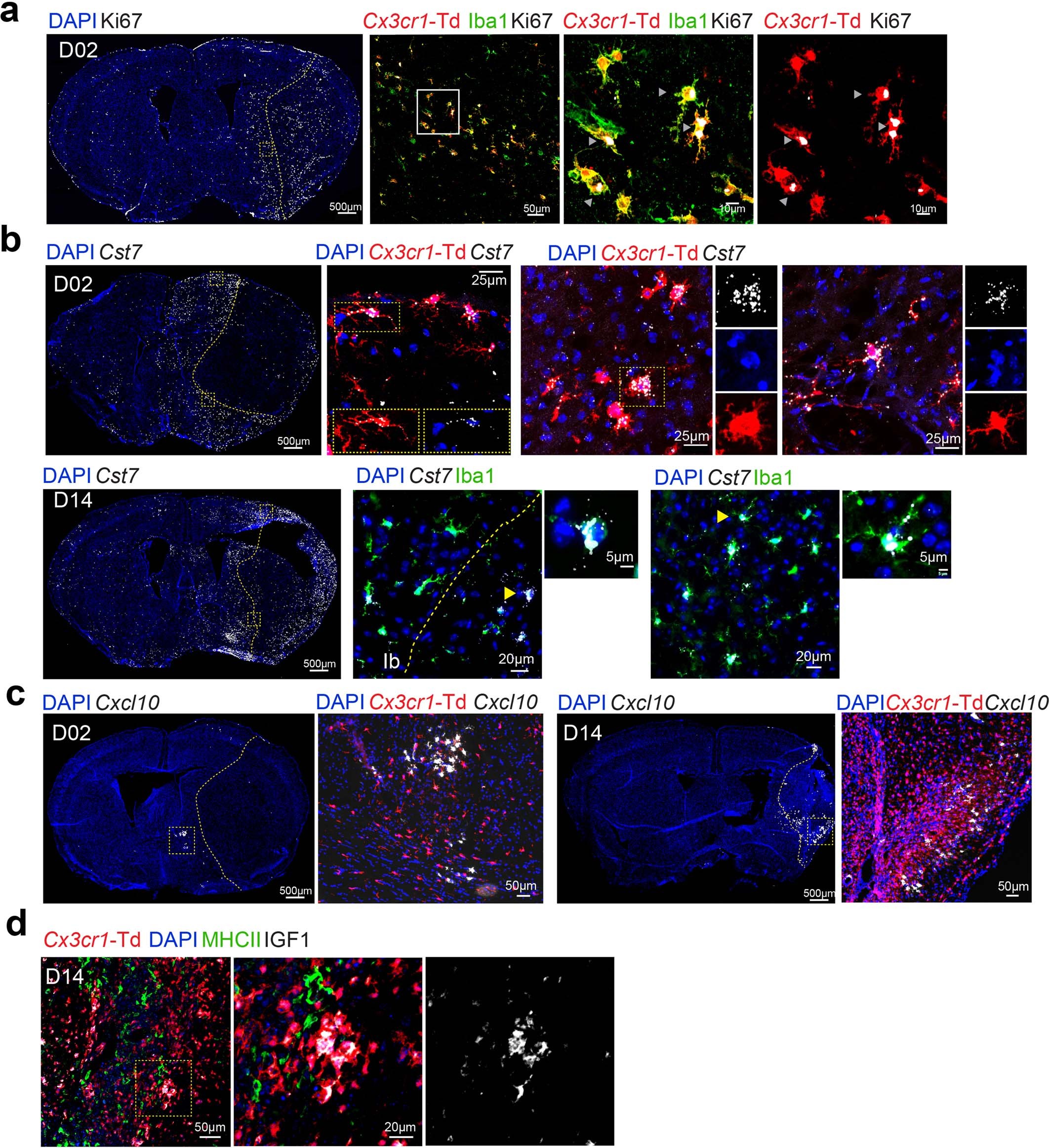 Extended Data Fig. 2: Histological validation of microglia marker genes (related to Fig. 1).