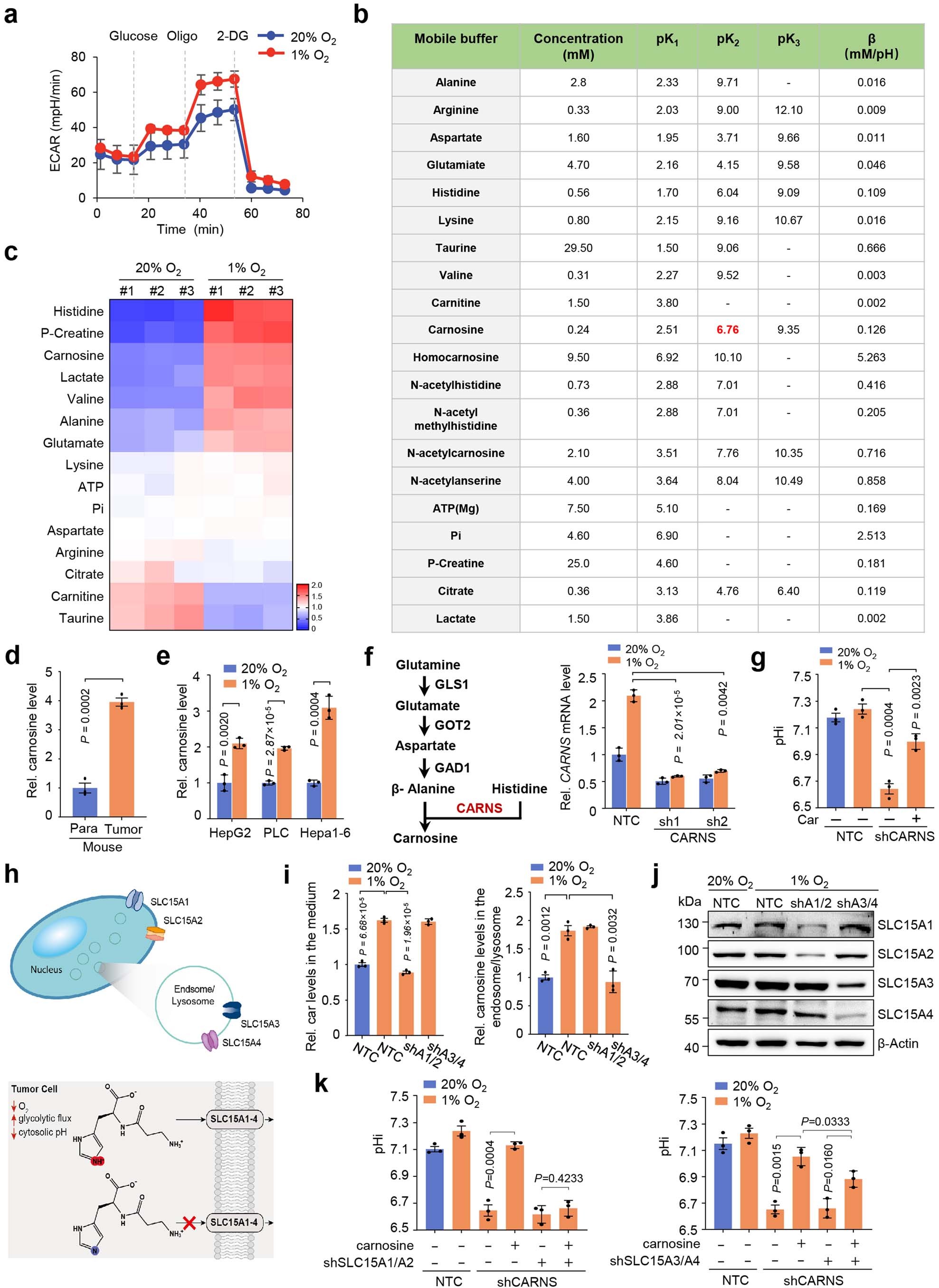 Extended Data Fig. 1: Carnosine promotes cancer cell to maintain intracellular pH homeostasis under hypoxia.