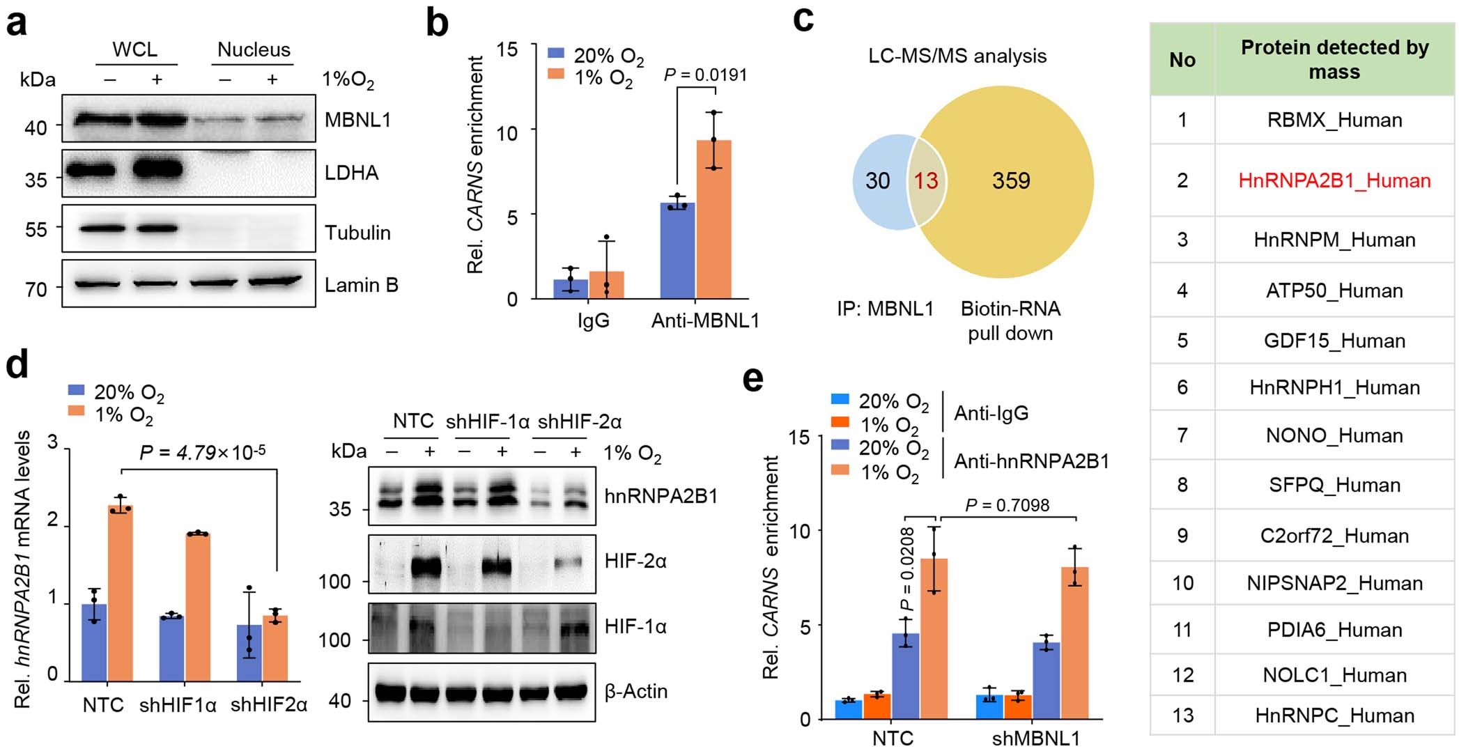 Extended Data Fig. 3: hnRNPA2B1 and MBNL1 mediate the alternative splicing of CARNS2 under hypoxia.