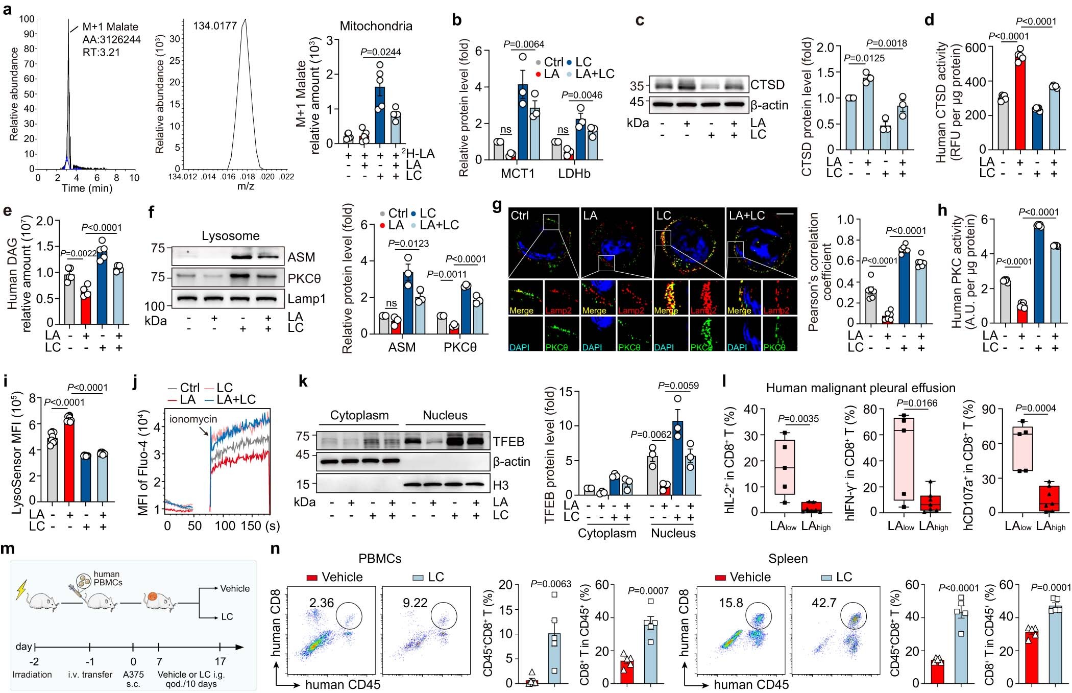 Extended Data Fig. 9: LC improves T cell function in human peripheral blood and humanized mice.