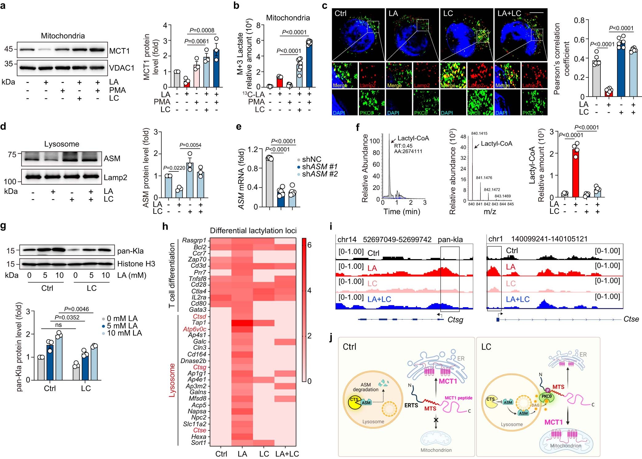 Extended Data Fig. 4: LC facilitates MCT1 entry into mitochondria in a lysosomal cathepsin D-ASM-DAG-PKCθ-dependent manner.