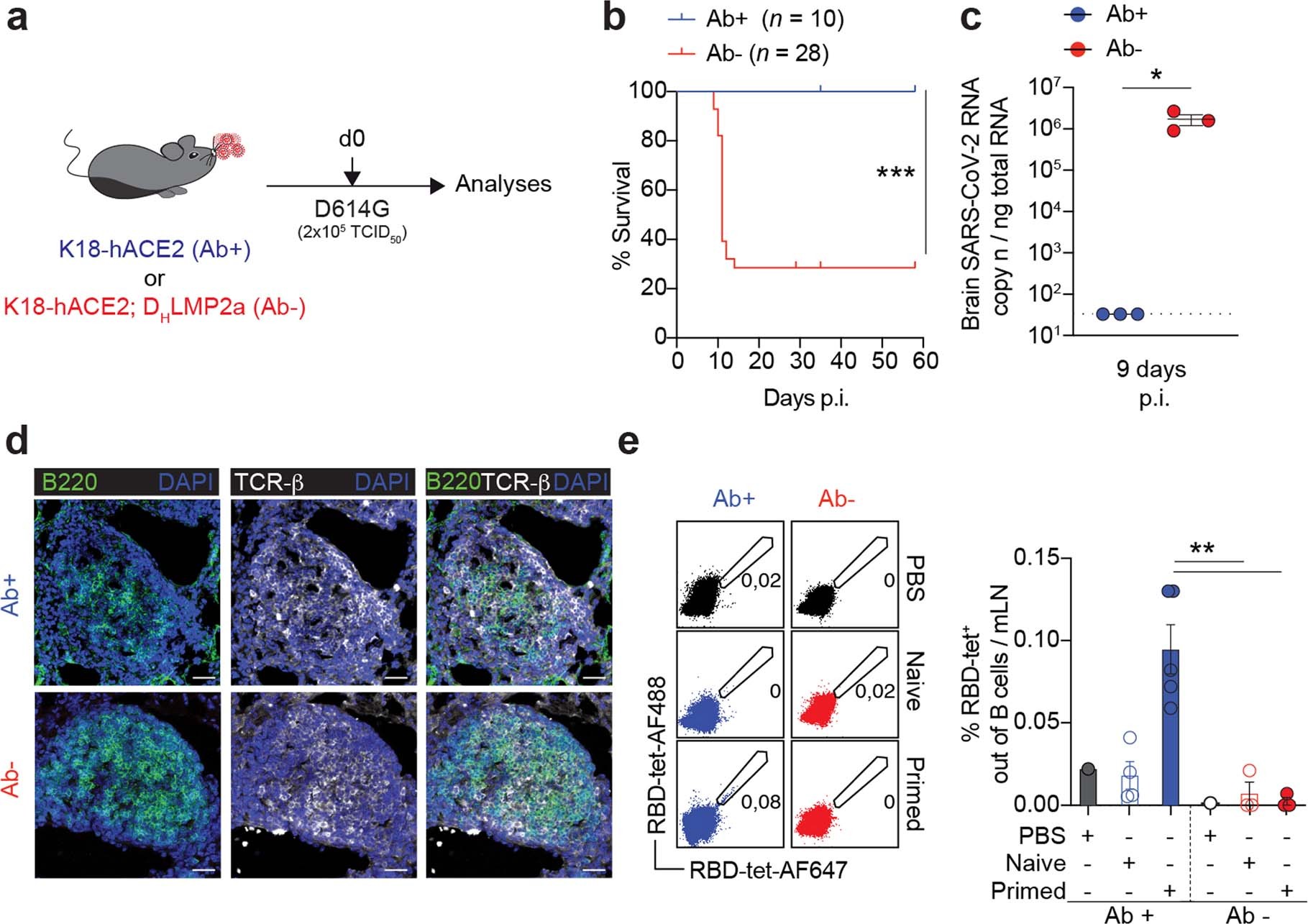 Extended Data Fig. 1: Antibody-independent protection against heterologous SARS-CoV-2 challenge conferred by prior infection in K18-hACE2 transgenic mice.