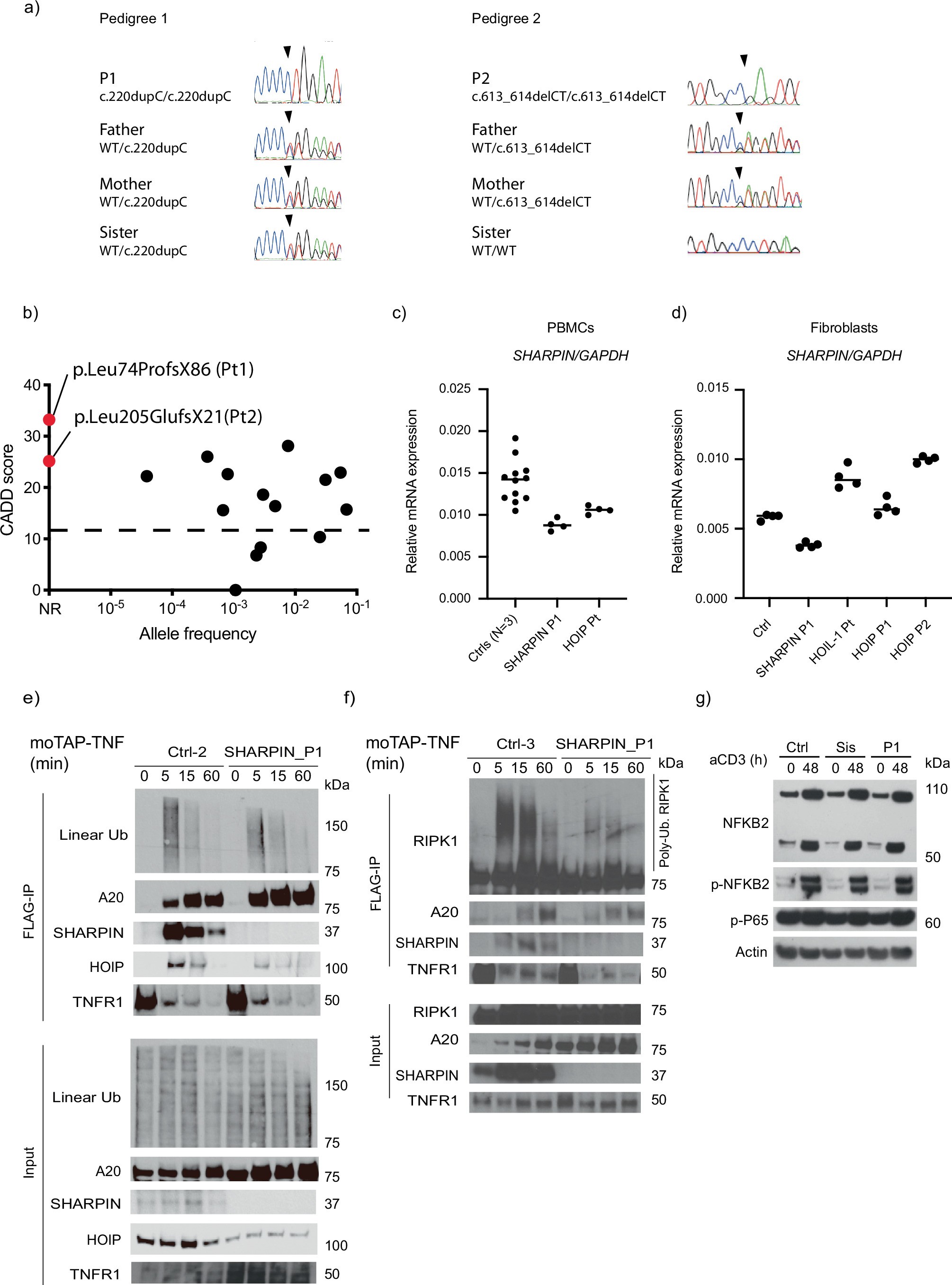 Extended Data Fig. 1: Genetic and molecular investigations of sharpenia.