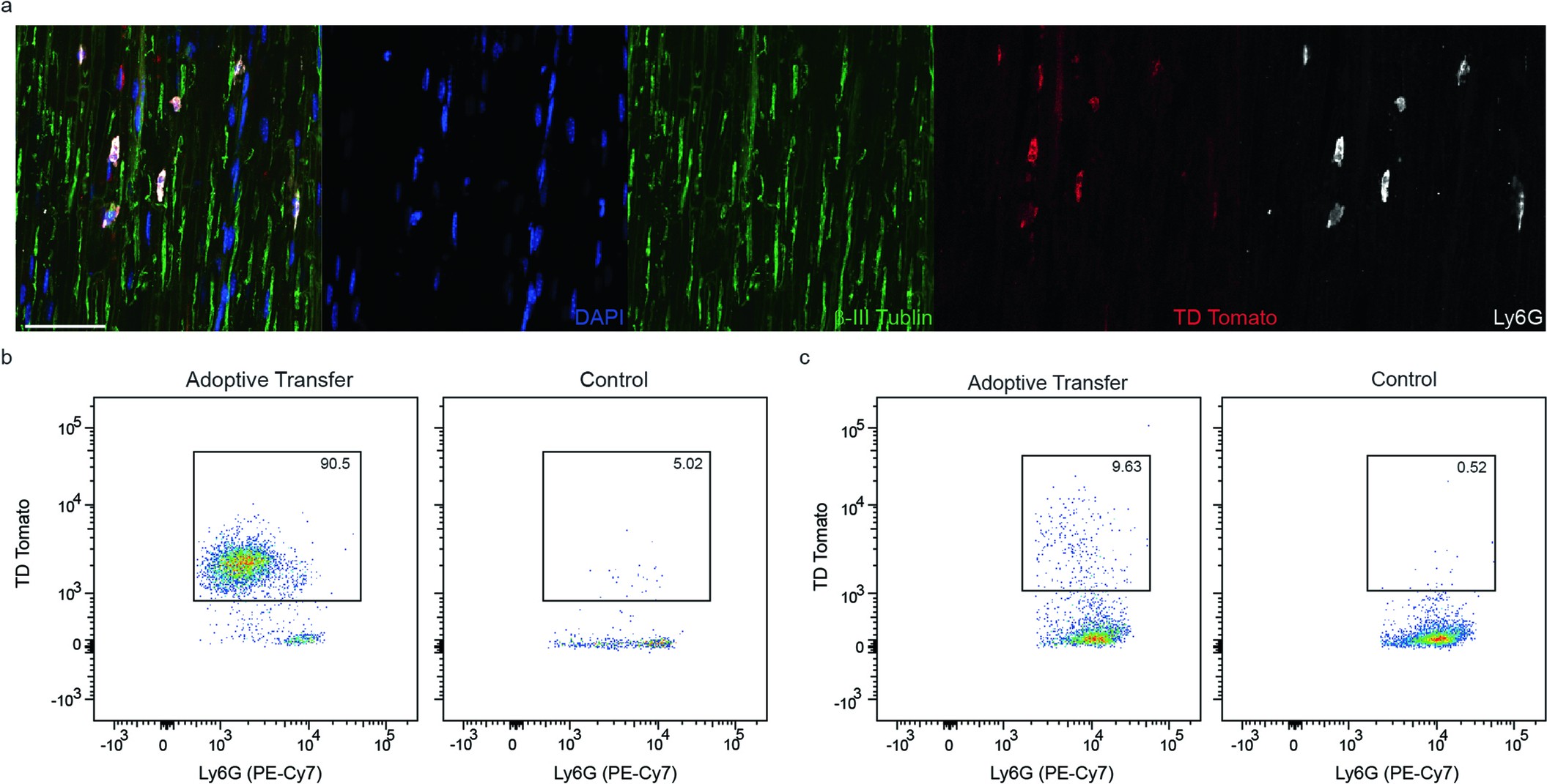 Extended Data Fig. 4: IL-4/G-CSF polarized Ly6G+ BMN accumulate in the sciatic nerve at 4 hours, and the spinal cord at 24 hours, following SCI and i.n. BMN injection.