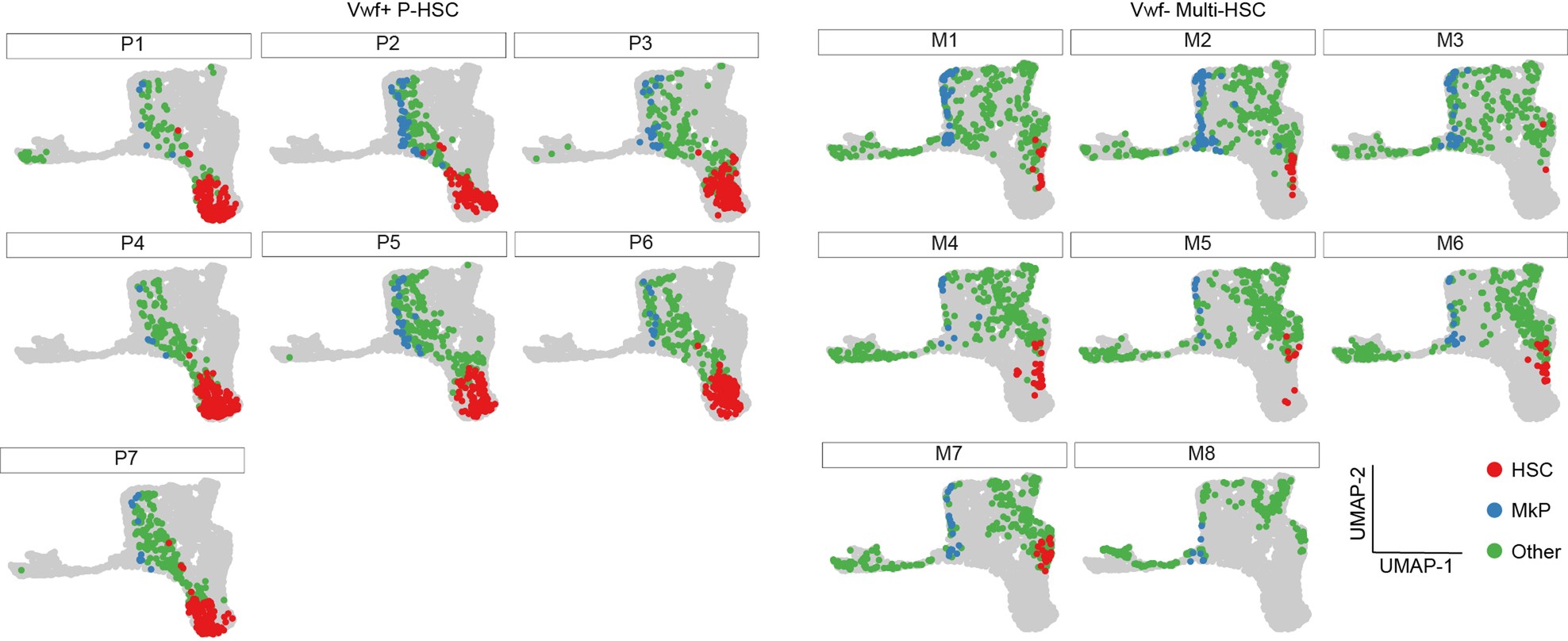 Extended Data Fig. 2: Single cell RNA sequencing UMAP plots of cells from replicate recipients of single Vwf-tdTomato+ P-HSC or Vwf-tdTomato− Multi-HSC.