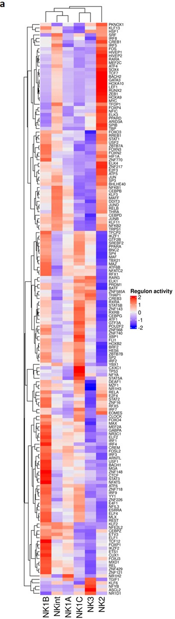 Extended Data Fig. 7: Master regulators genes characteristic for each subset of NK cells in the blood and putative ontogeny of the main NK populations.