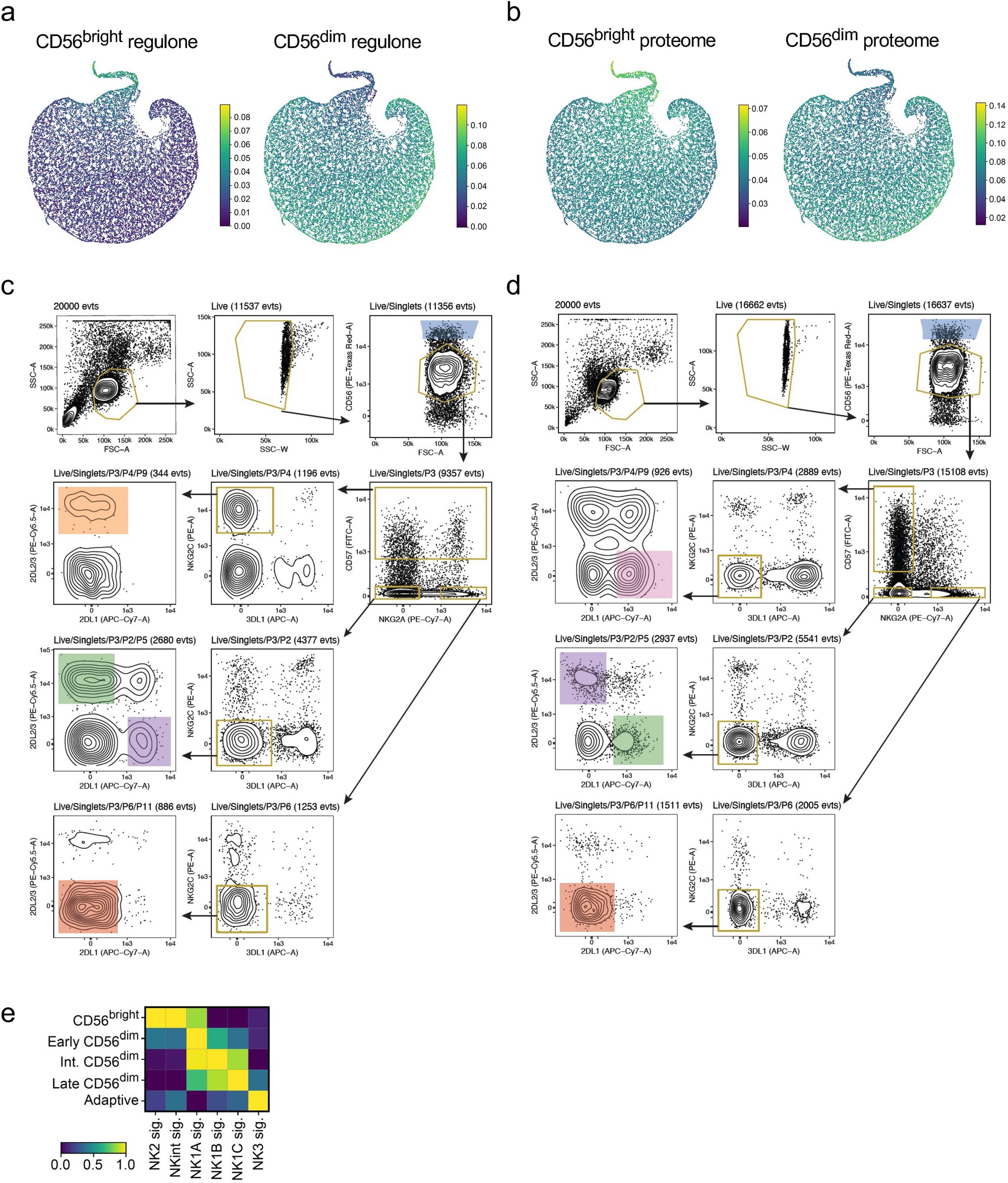 Extended Data Fig. 1: Peripheral blood NK cell subsets and sorting strategy.
