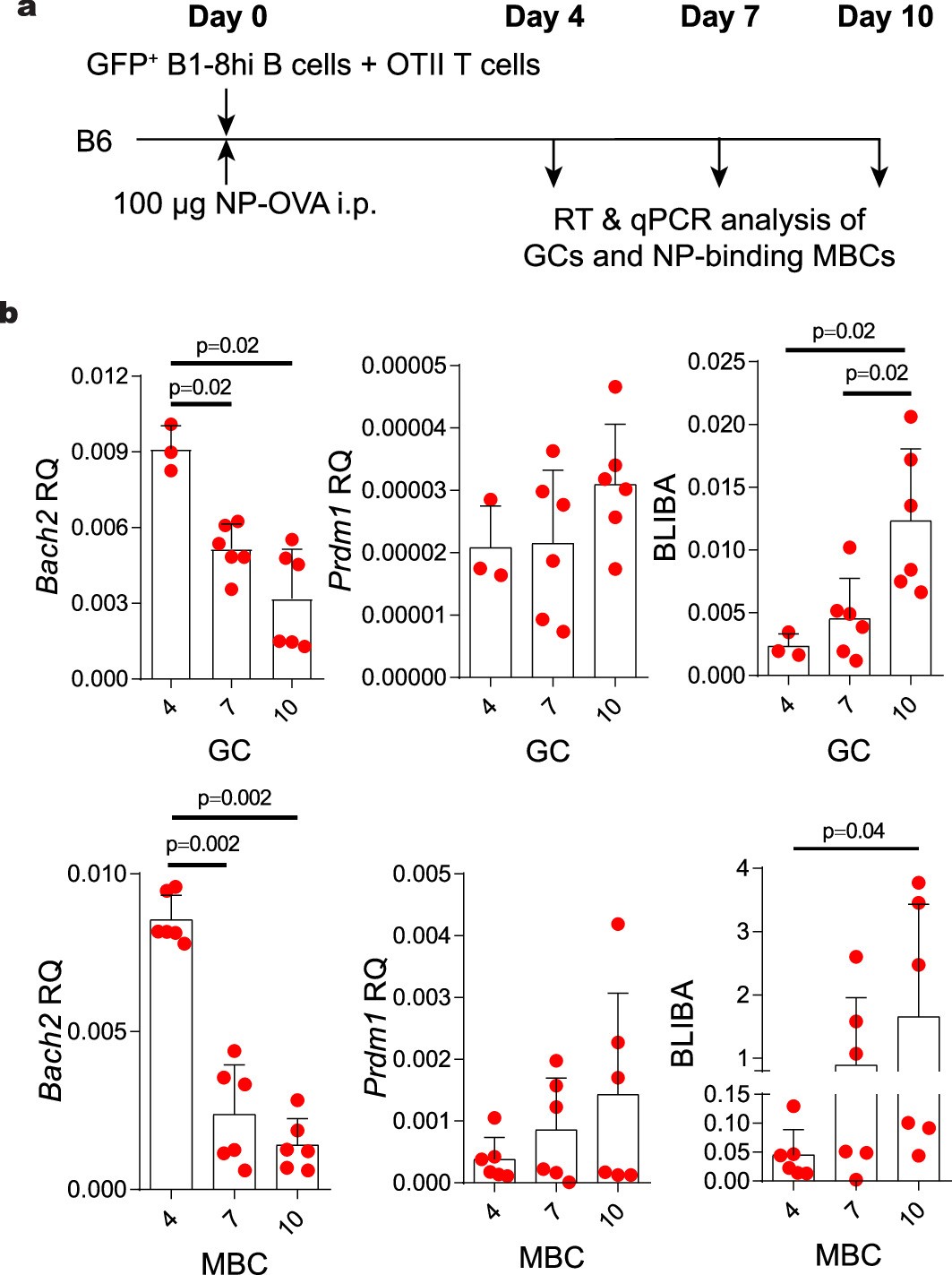 Extended Data Fig. 3: Changing balance of BLIMP-1 and BACH2 expression in MBCs isolated at different times.