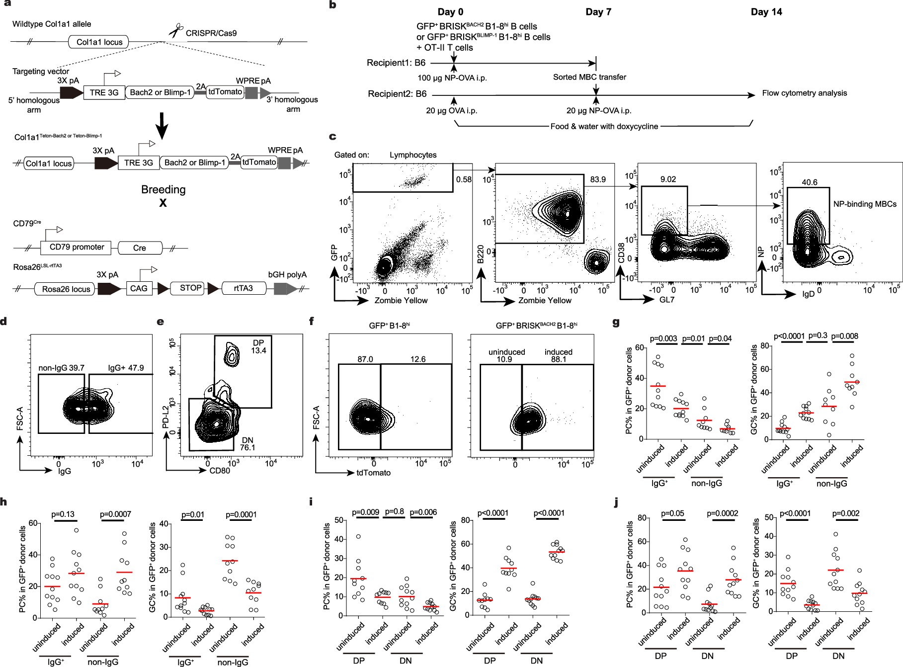 Extended Data Fig. 6: Reporter mouse lines for BACH2 and BLIMP-1 induction in MBCs.