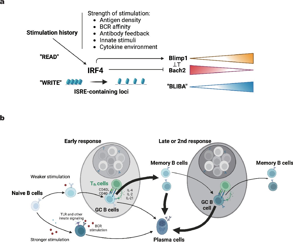 Extended Data Fig. 9: The IRF4 imprinting model and implications for the B cell response.