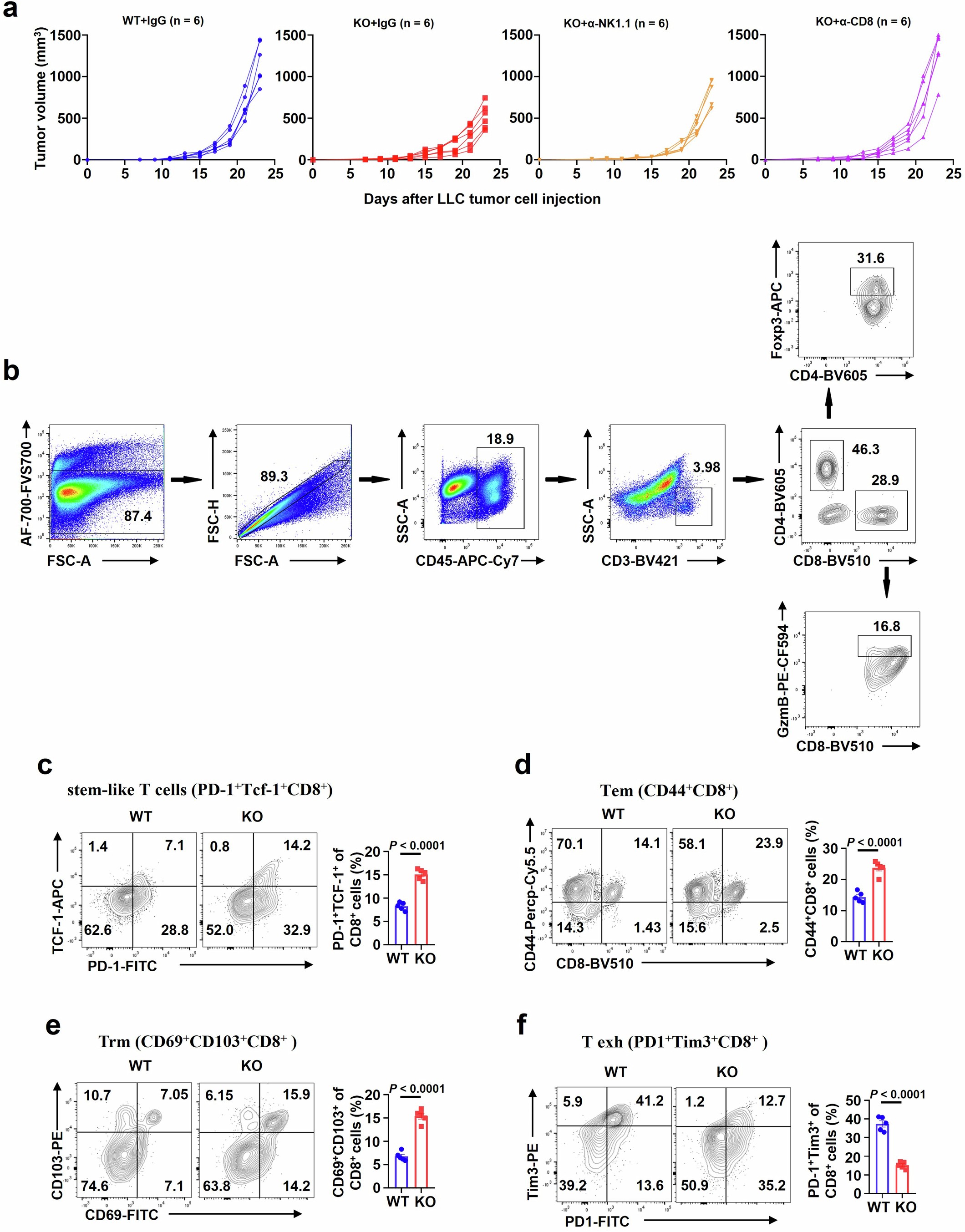 Extended Data Fig. 4: Analyses of tumor growth and tumor-infiltrating CD8+ T cells.