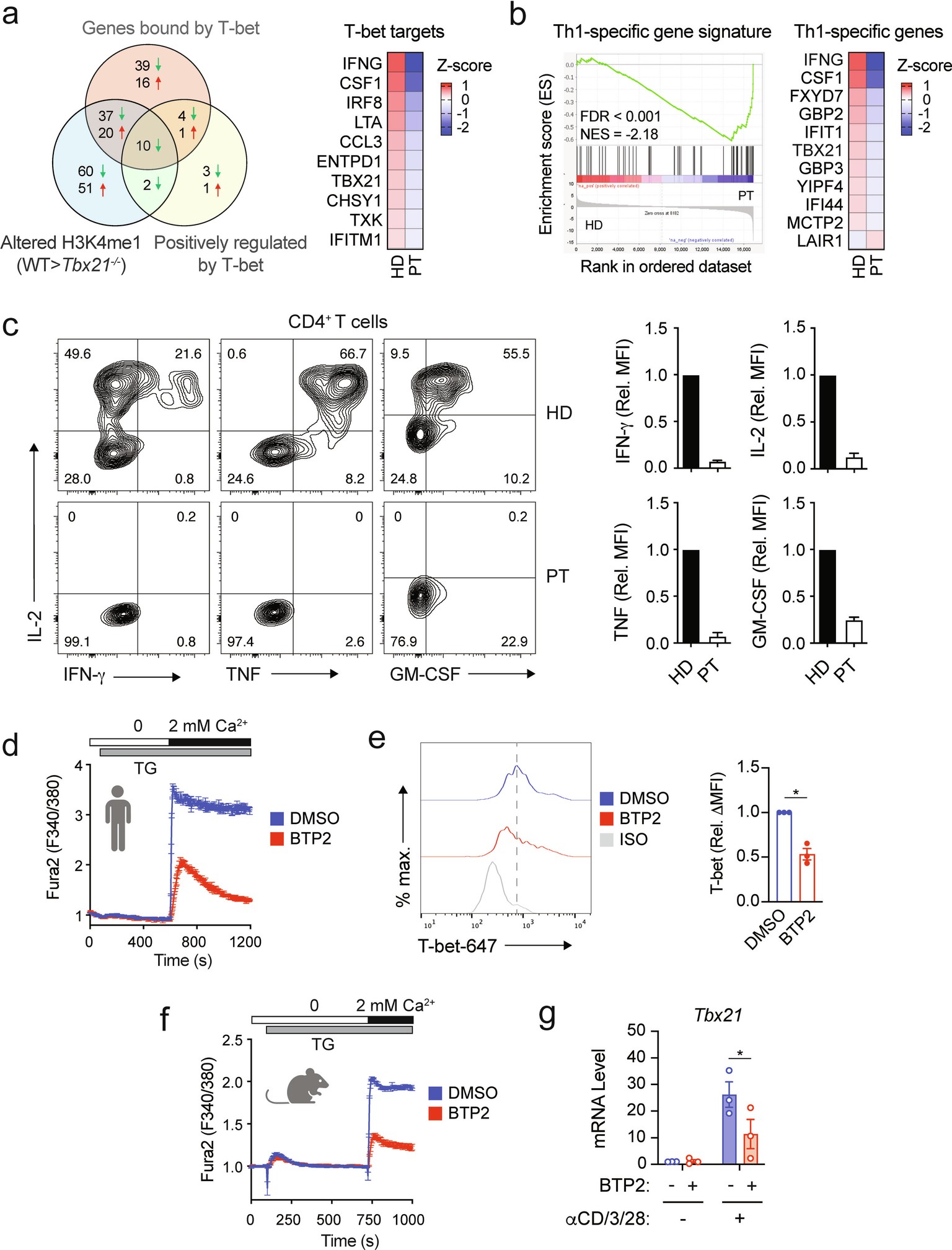 Extended Data Fig. 4: SOCE is required for T-bet expression in human and mouse CD4+ T cells.