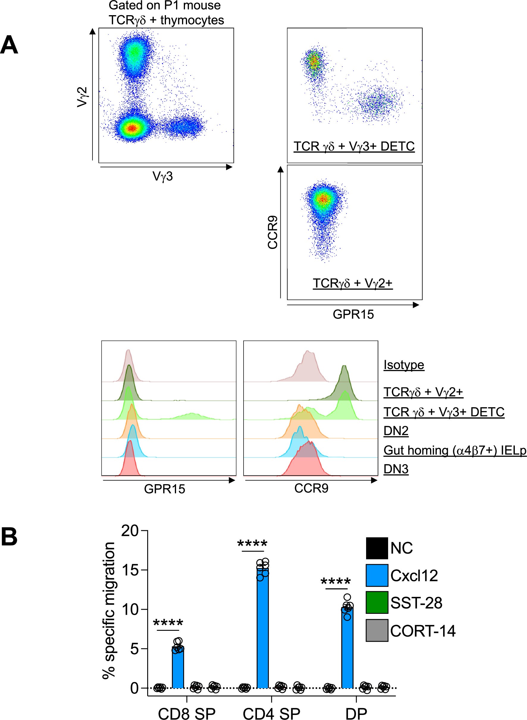 Extended Data Fig. 2: (A) Mouse IELp do not express GPR15 or CCR9 at the protein level.