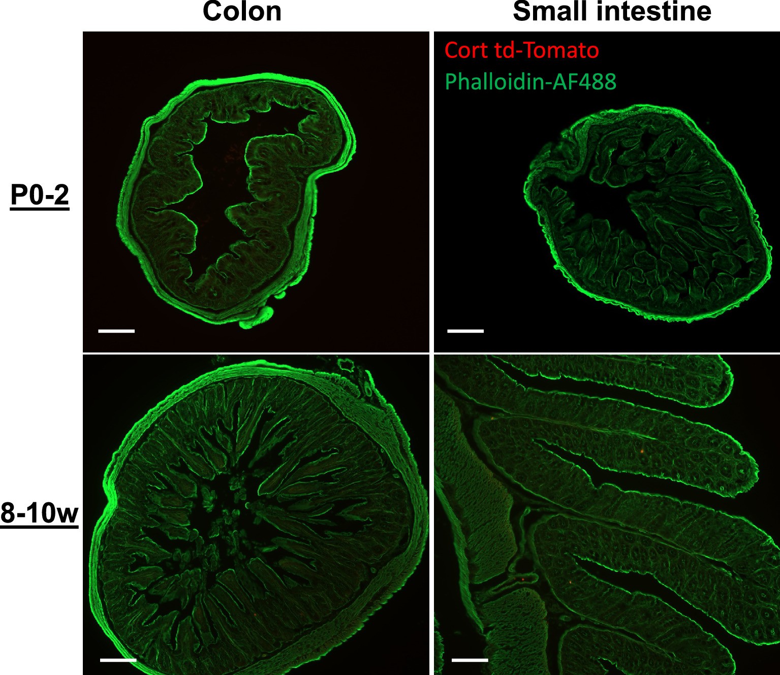 Extended Data Fig. 3: Cortistatin is not expressed in the neonatal and adult mouse intestines.