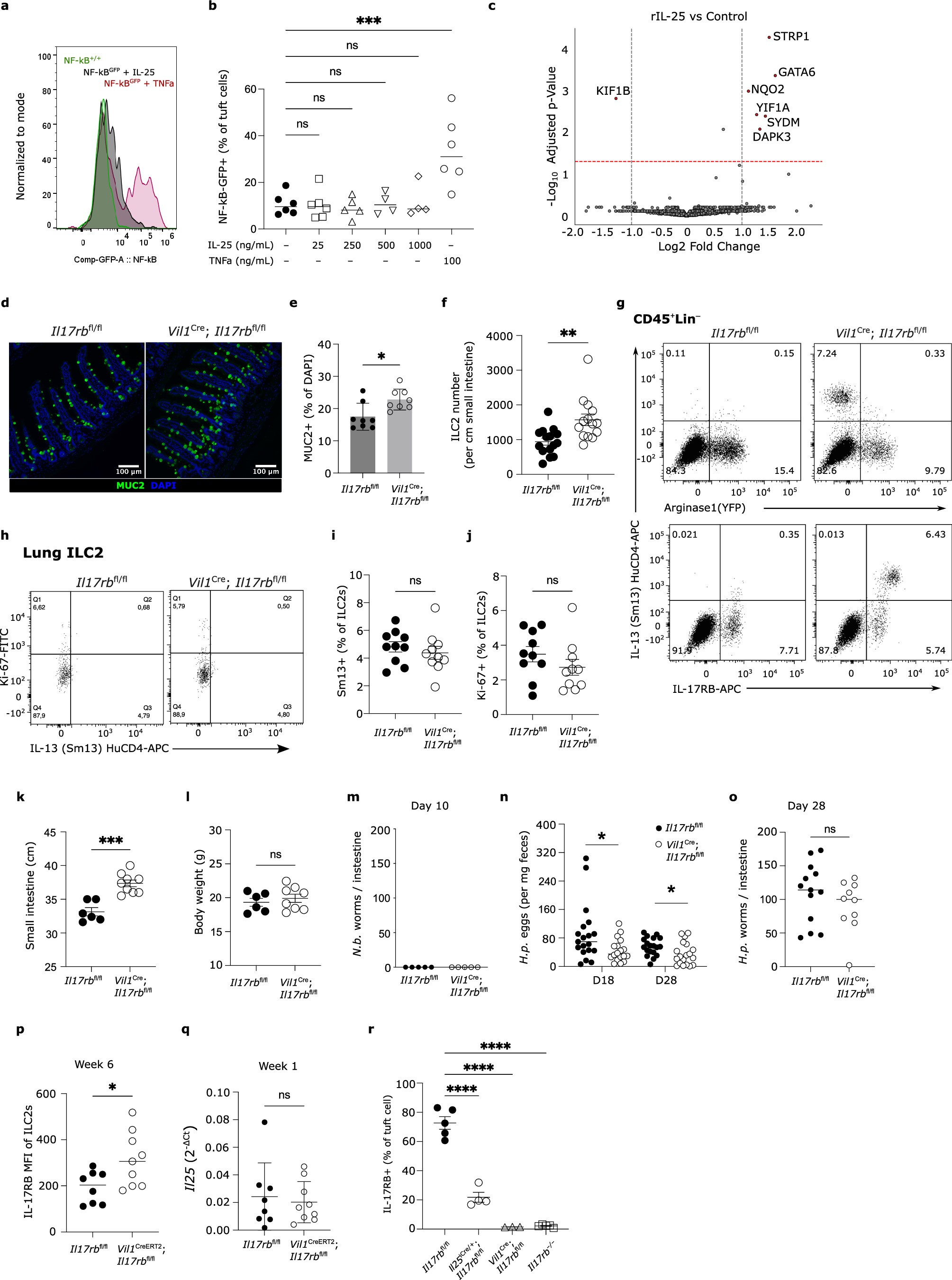 Extended Data Fig. 4: Tuft cell IL-17RB restrains homeostatic circuit activation.