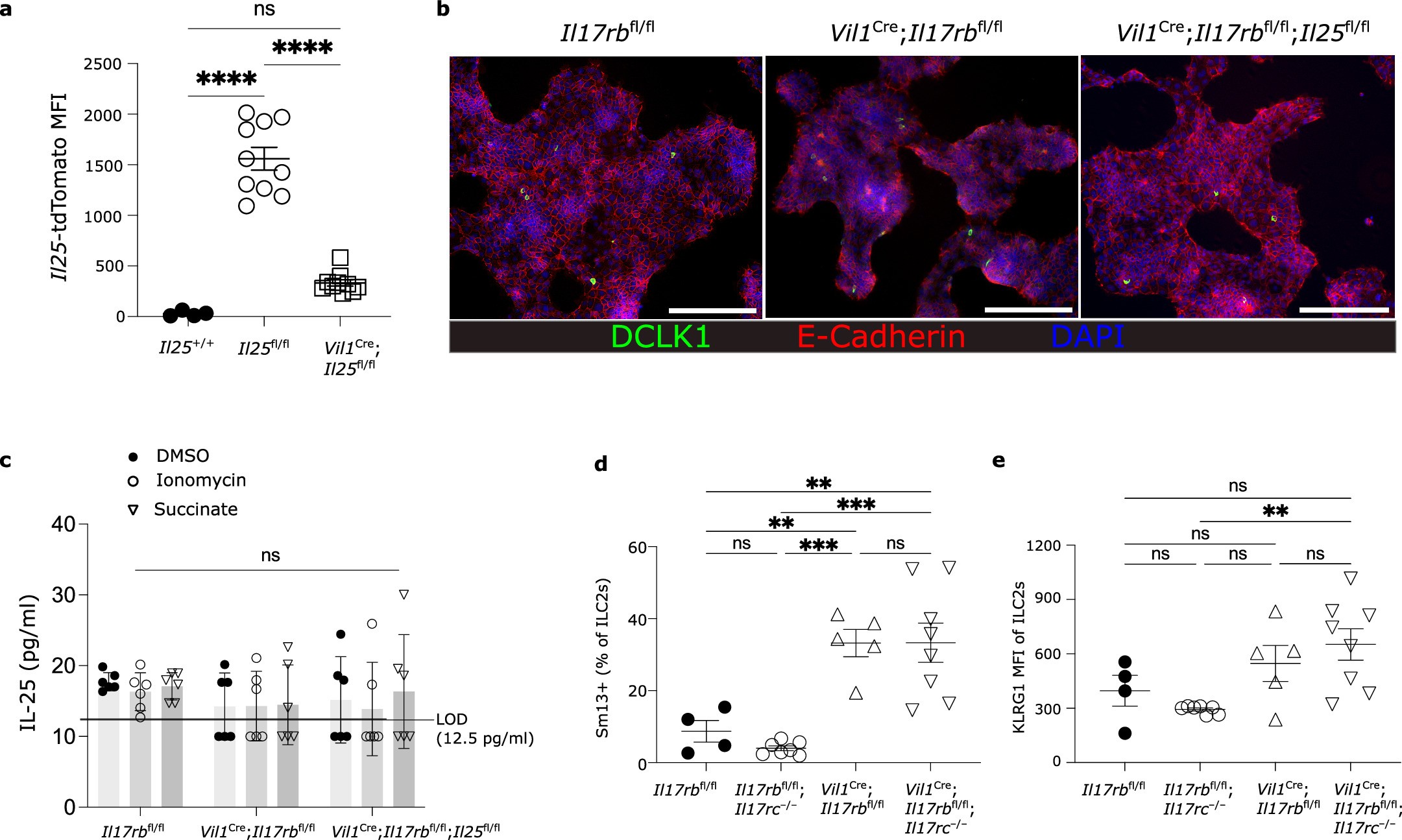 Extended Data Fig. 5: Elevated tonic ILC2 stimulation in Vil1Cre;Il17rbfl/fl mice is independent of Il17rc.