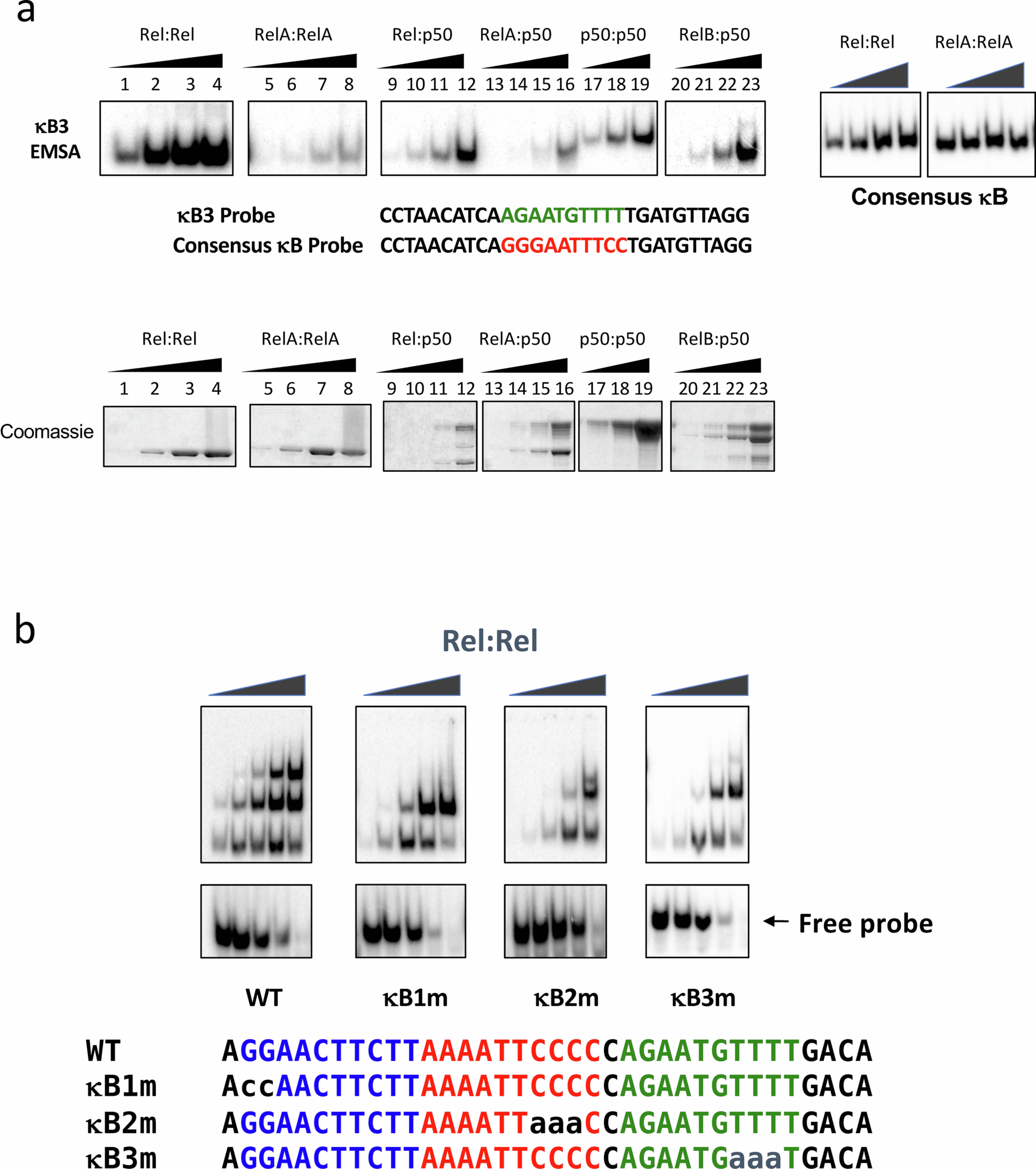 Extended Data Fig. 3: Binding of NF-κB dimers to Il12b motifs.
