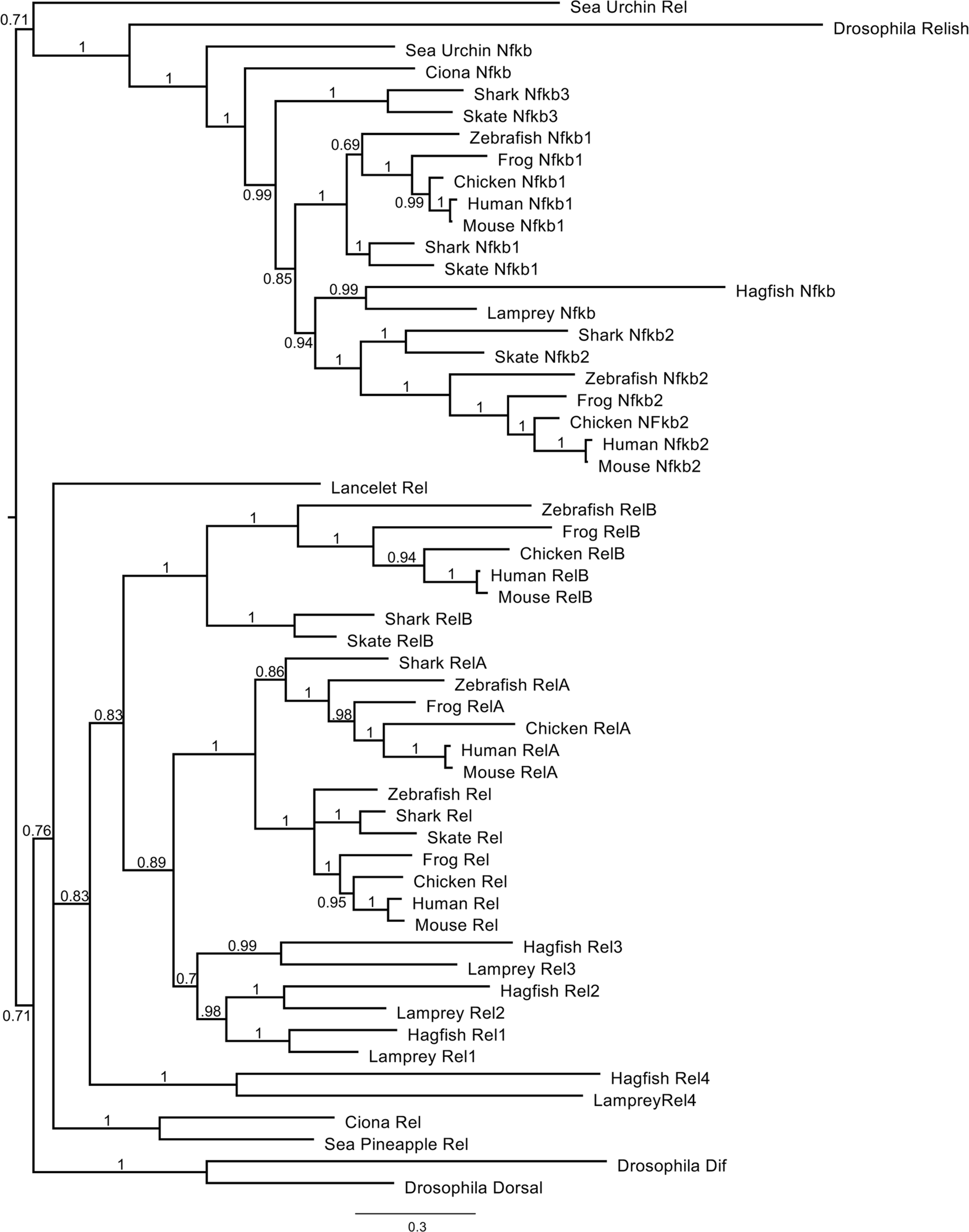 Extended Data Fig. 1: Rooted phylogenetic tree of NF-κB family members.