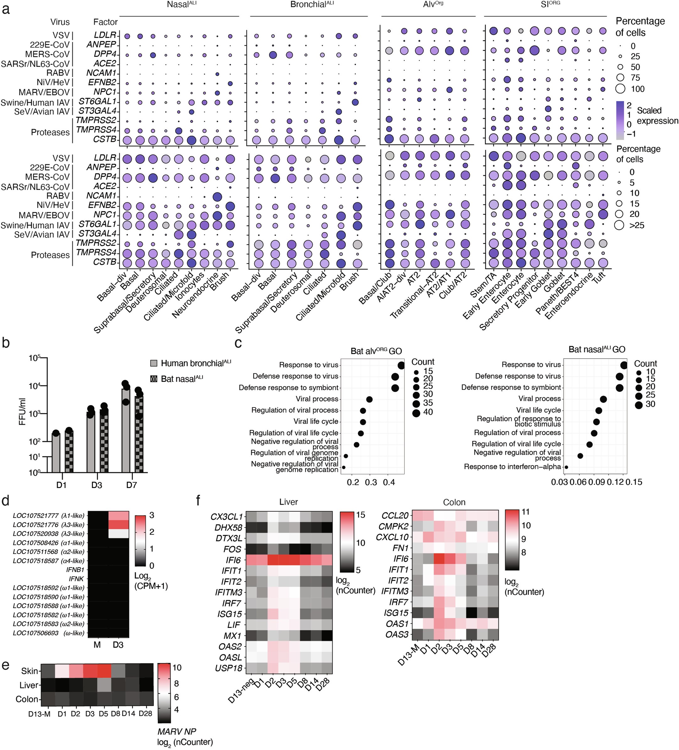 Extended Data Fig. 6: Characterization of virus entry factor expression and antiviral responses to MARV infection in R. aegyptiacus organoids and animals.