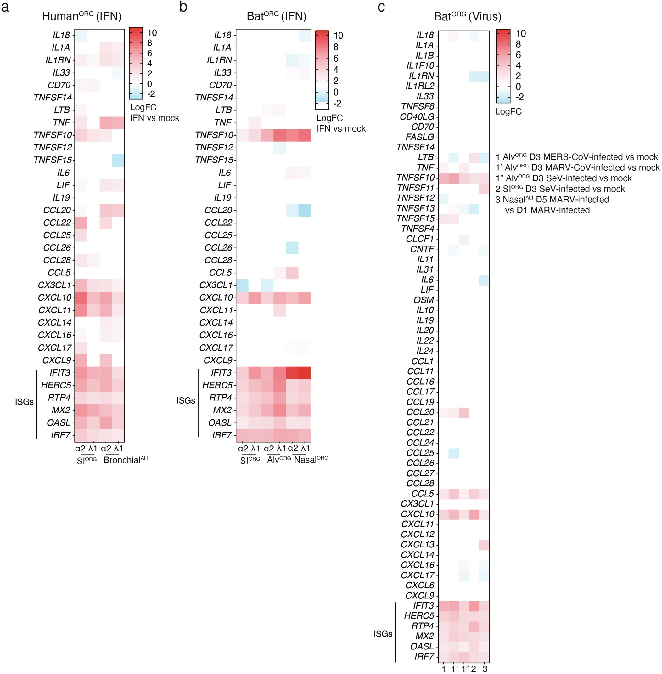 Extended Data Fig. 8: Pro-inflammatory genes are not broadly induced in bat organoids treated with IFN or infected with RNA viruses.