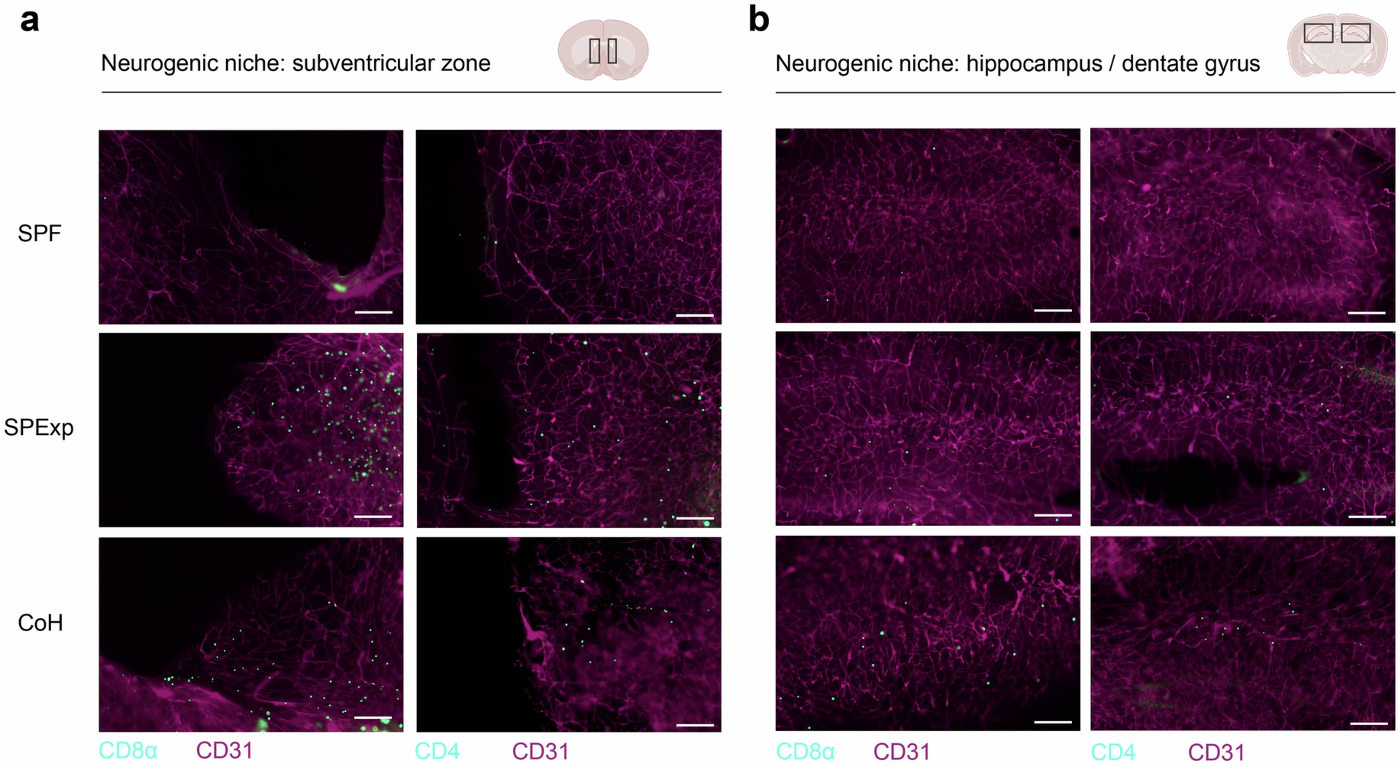 Extended Data Fig. 7: Neurogenic niches in microbe-experienced mice have increased presence of T cells.