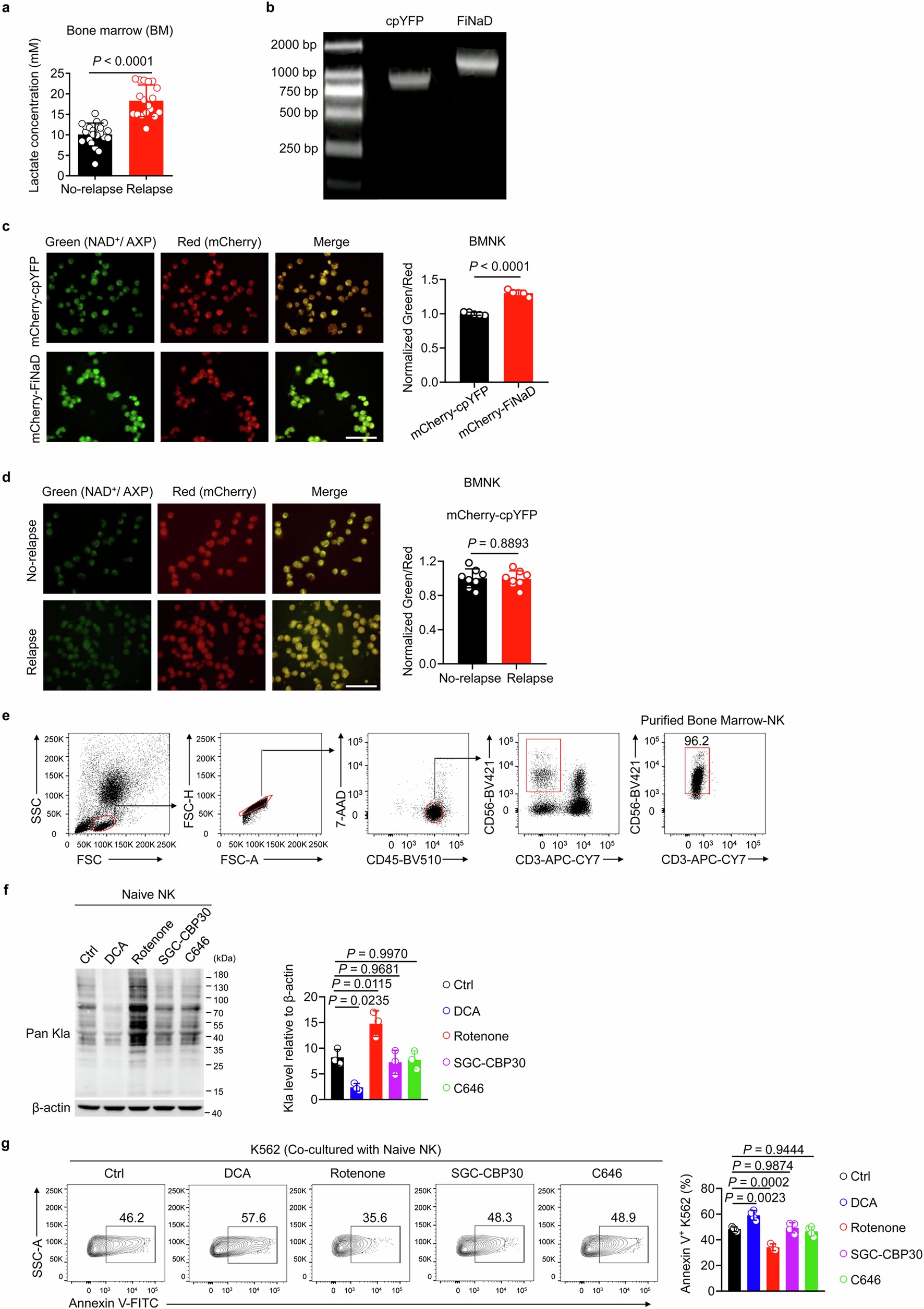 Extended Data Fig. 1: Measurement of lactate and validation of NAD+ sensor in NK cells.