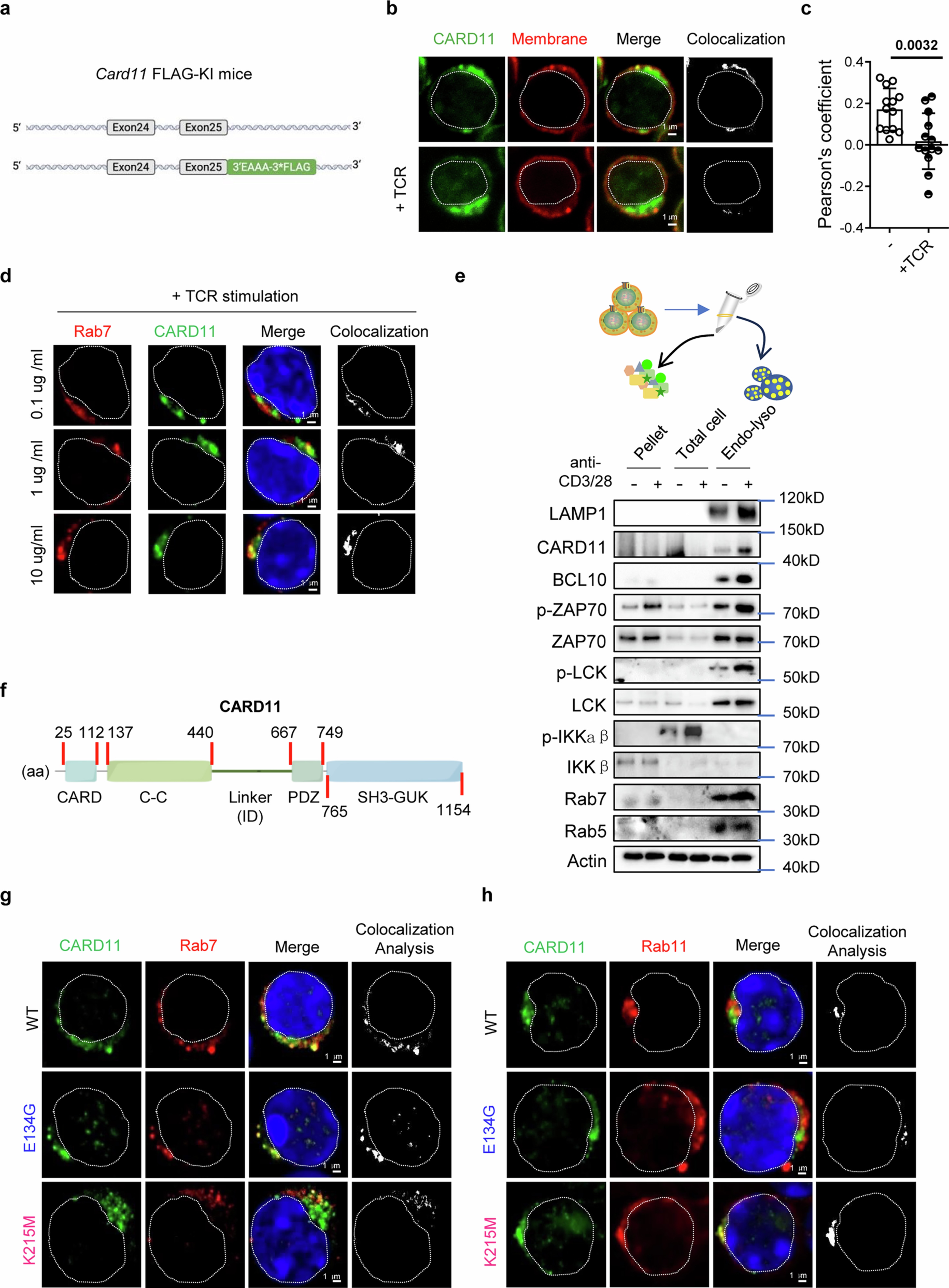 Extended Data Fig. 4: Intracellular translocation of CARD11 after TCR stimulation.