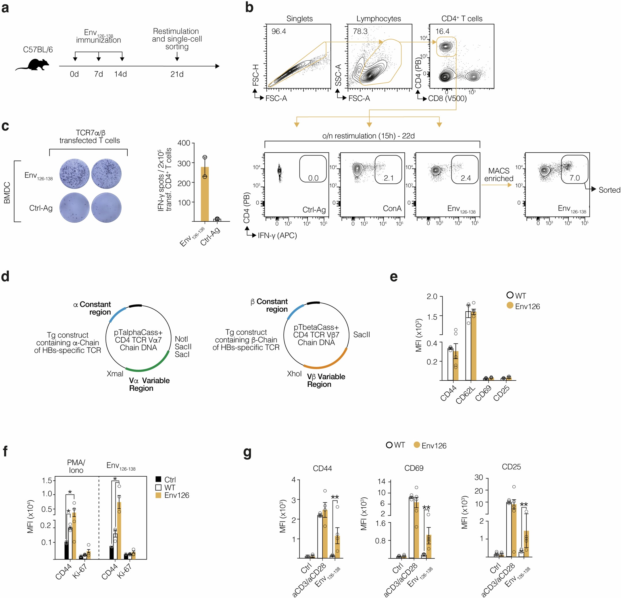 Extended Data Fig. 1: Generation of TCR transgenic Env126 mice.
