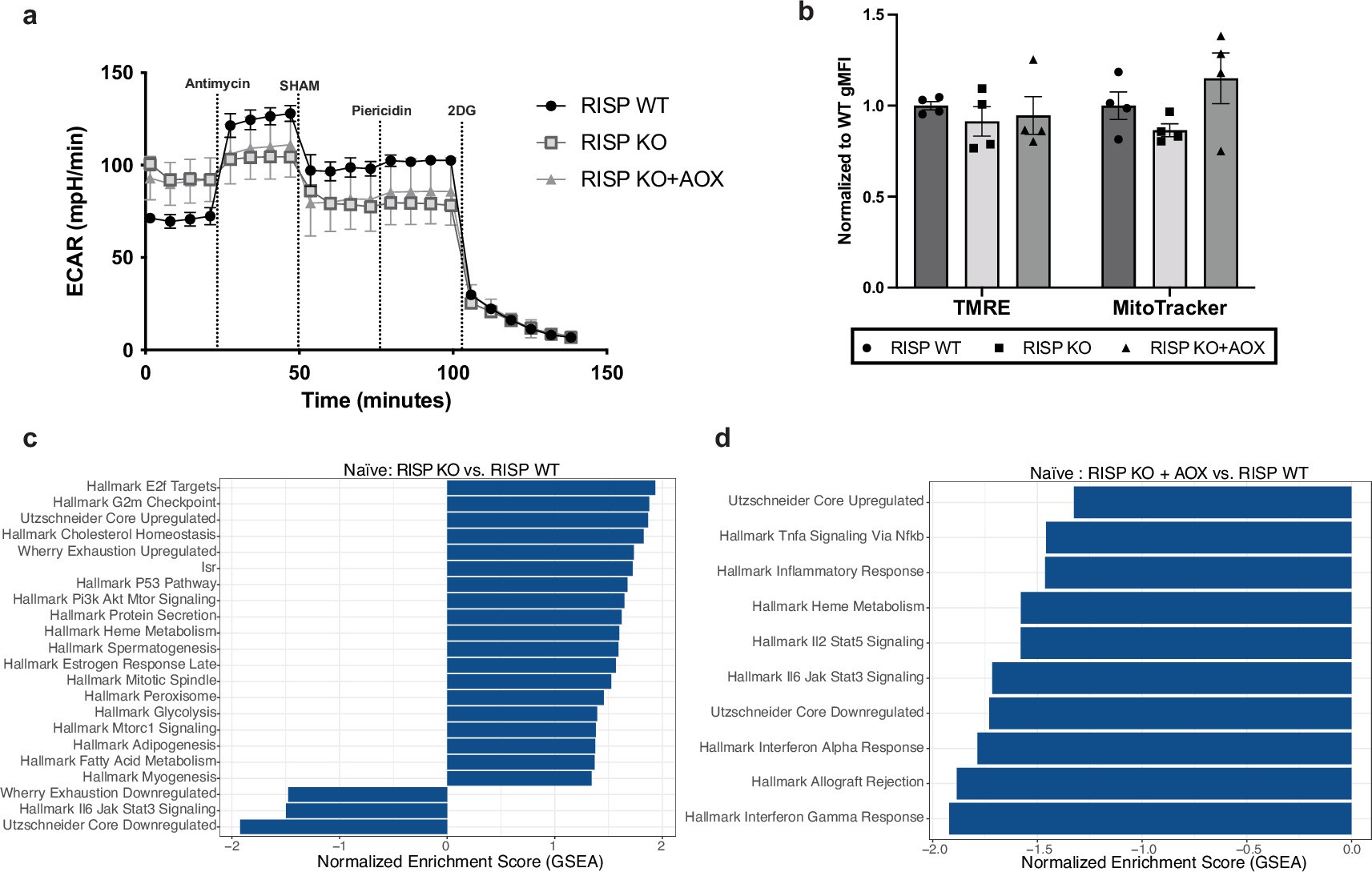 Extended Data Fig. 1: Characterization of complex III deficient CD8+ T cells from CD4-Cre RISPfl/fl AOXLSL mice.