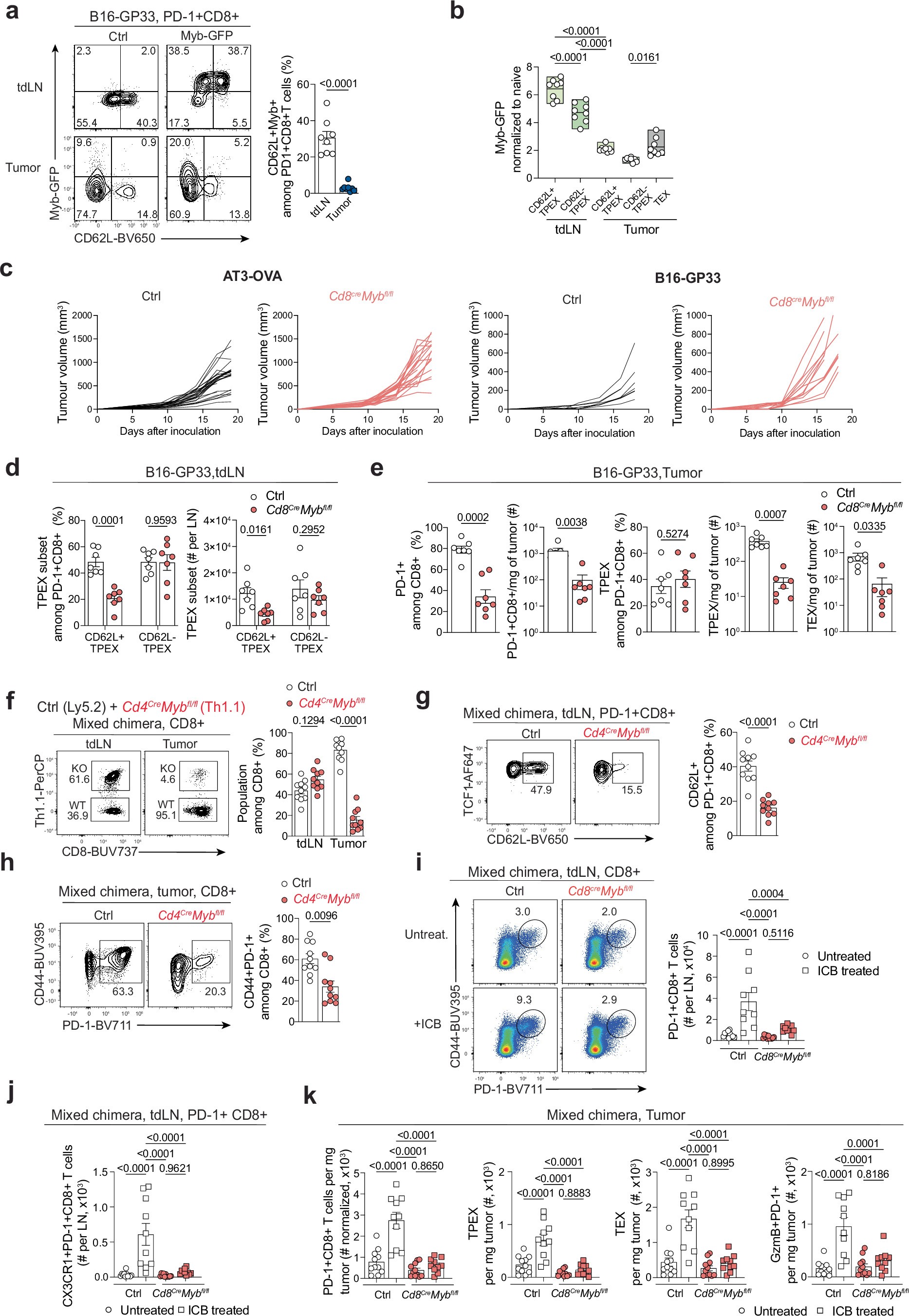 Extended Data Fig. 8: MYB expression is restricted to TPEX cells in tumor-draining lymph nodes and is essential for sustaining CD8⁺ T cell responses and checkpoint blockade efficacy.