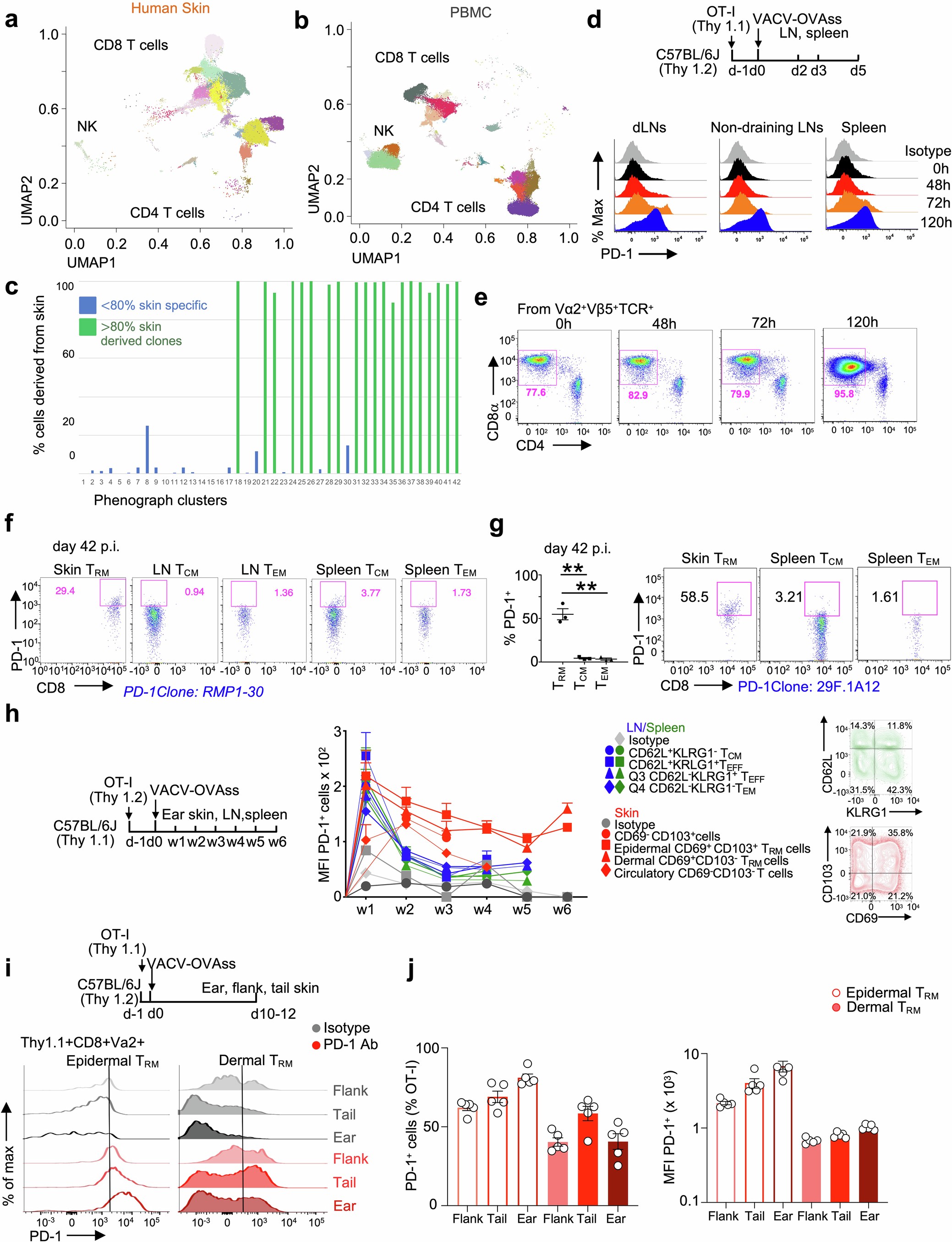 Extended Data Fig. 1: PD-1 is rapidly expressed on activated T cells but retained on TRM after VACV-OVAss.