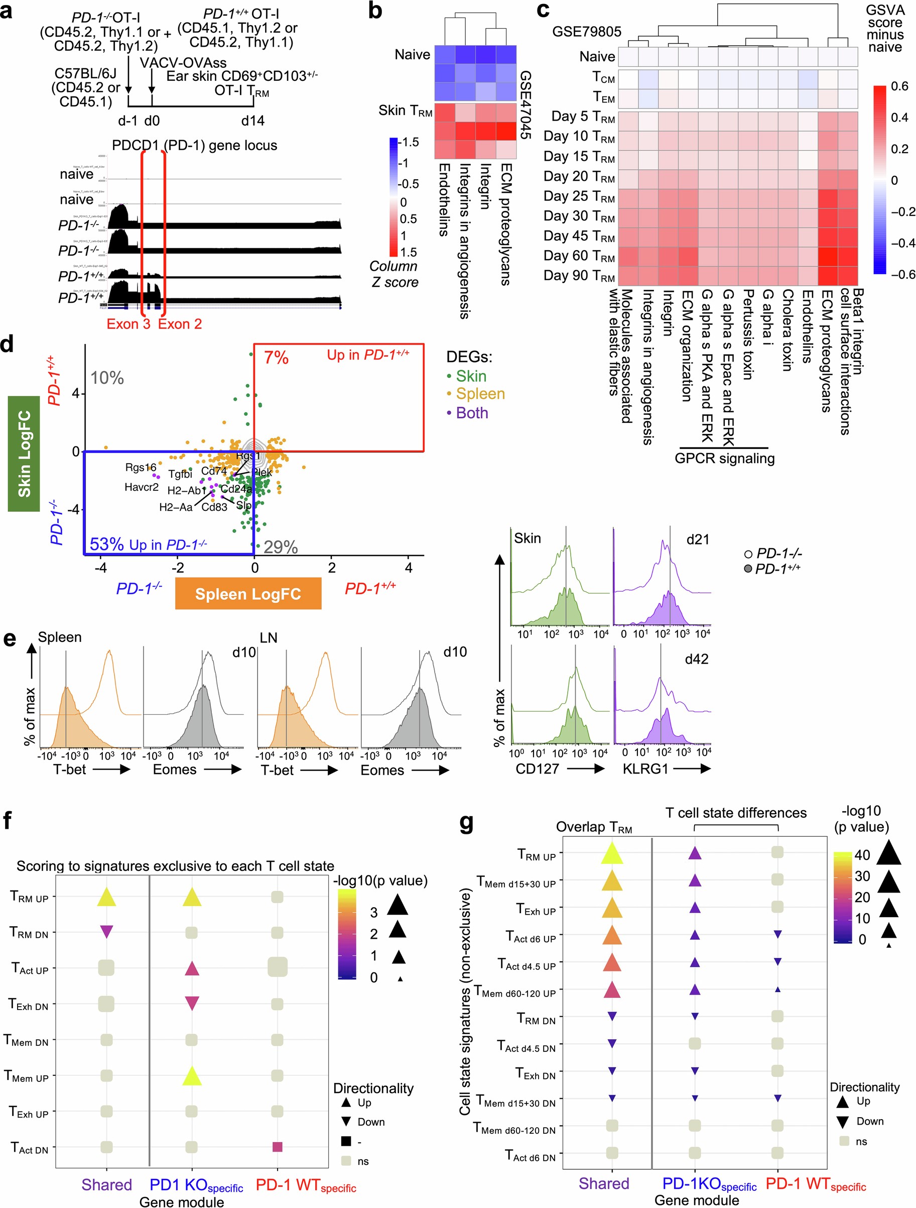 Extended Data Fig. 4: Transcriptomics supporting selection of PD-1 sufficient T cell in skin.