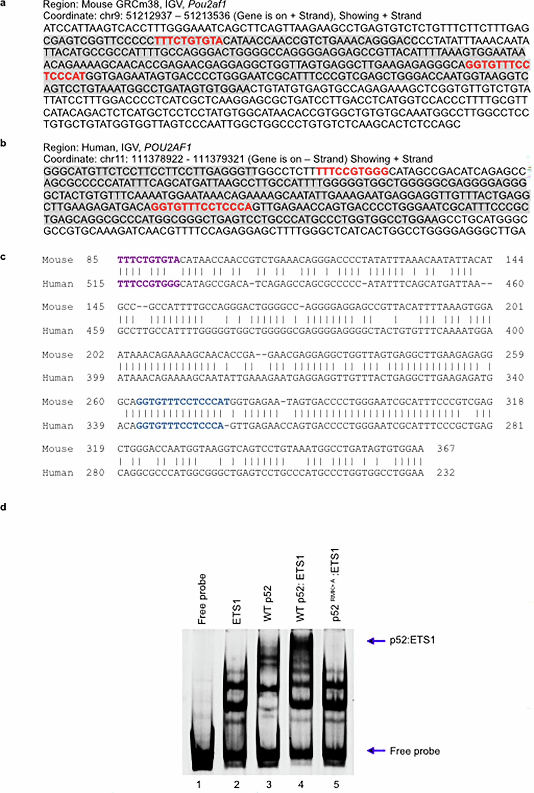 Extended Data Fig. 8: Electrophoretic mobility shift assay reveals cooperative binding of p52-ETS1 on human POU2AF1 promoter sequence.