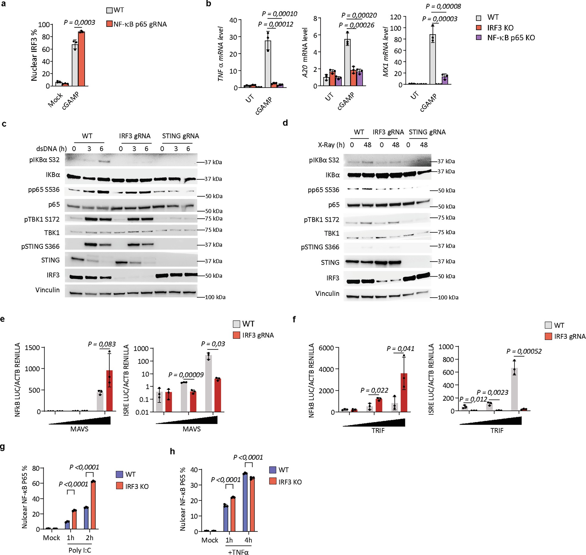 Extended Data Fig. 2: IRF3 specifically mediates the STING-induced NF-κB activation.