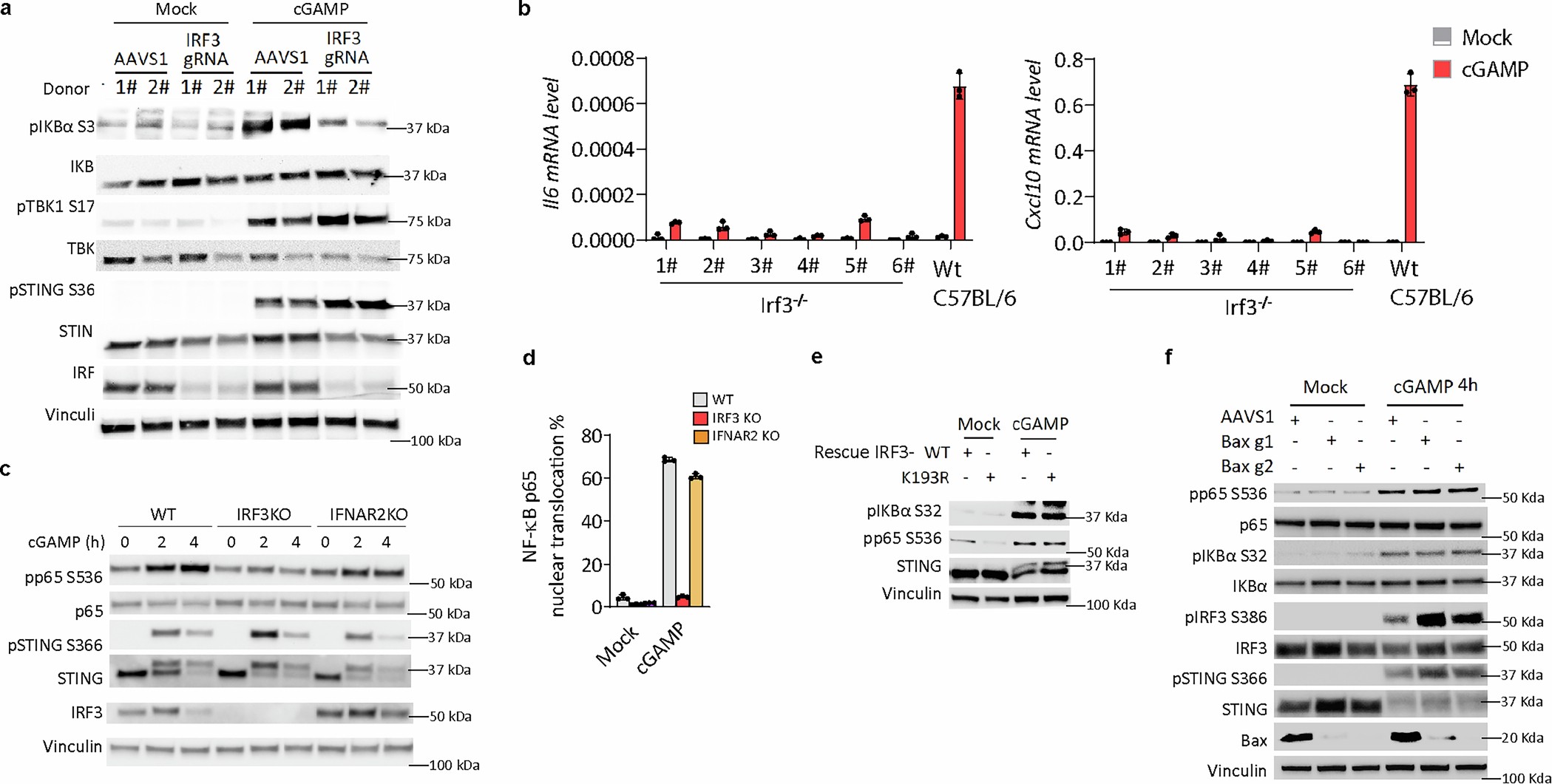 Extended Data Fig. 3: IRF3 is important for STING-induced NF-κB activation.