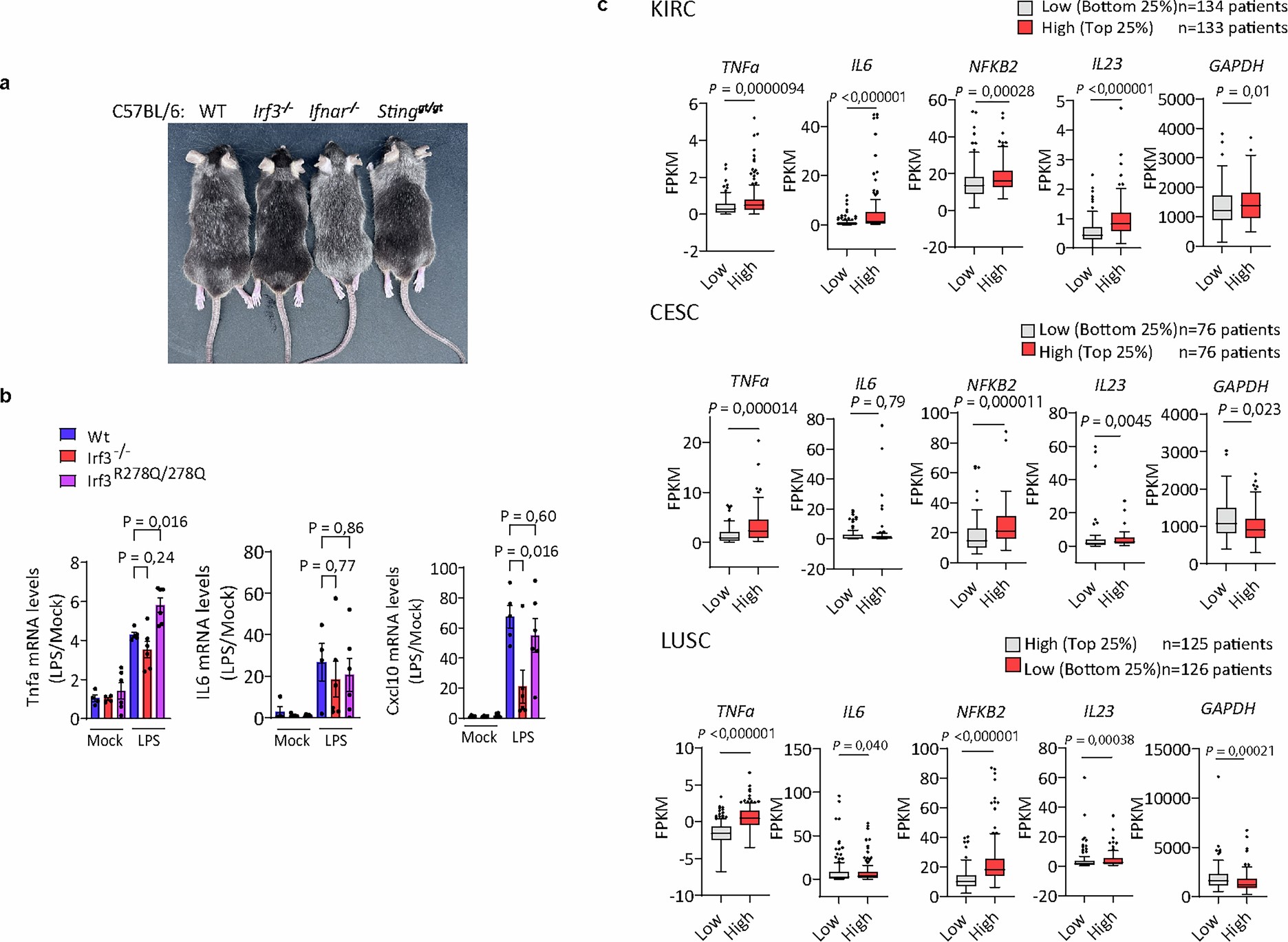 Extended Data Fig. 4: Role for IRF3 in STING-dependent inflammatory response in human and mice.