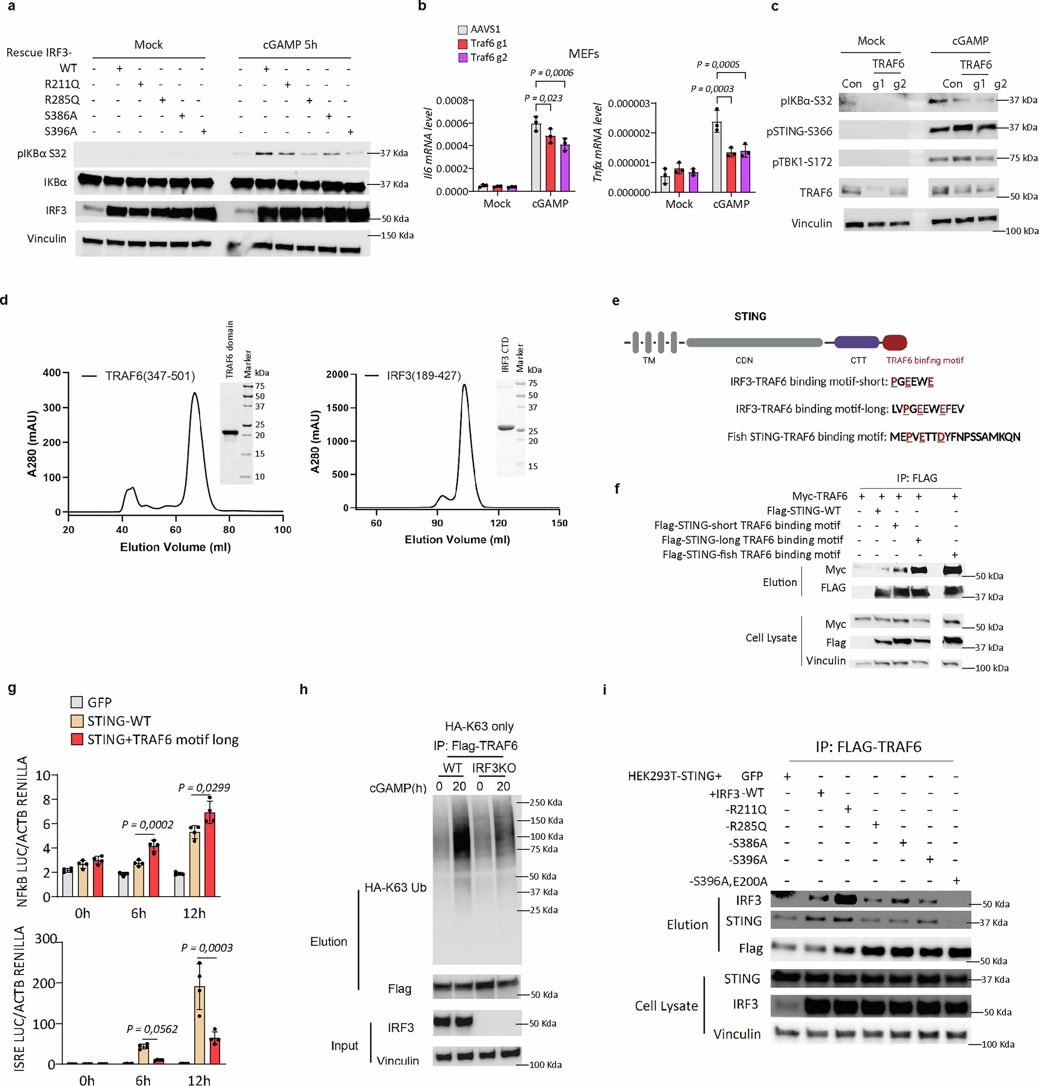 Extended Data Fig. 5: IRF3 Ser396 and the TRAF6 binding motif synergize to mediates STING-induced NF-κB activation.