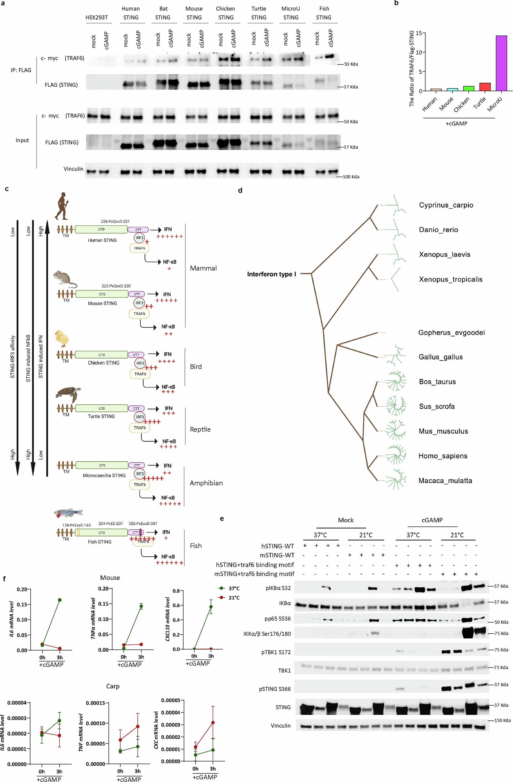 Extended Data Fig. 6: NF-κB activation via TRAF6-IRF3-STING pathway is conserved in terrestrial animals.