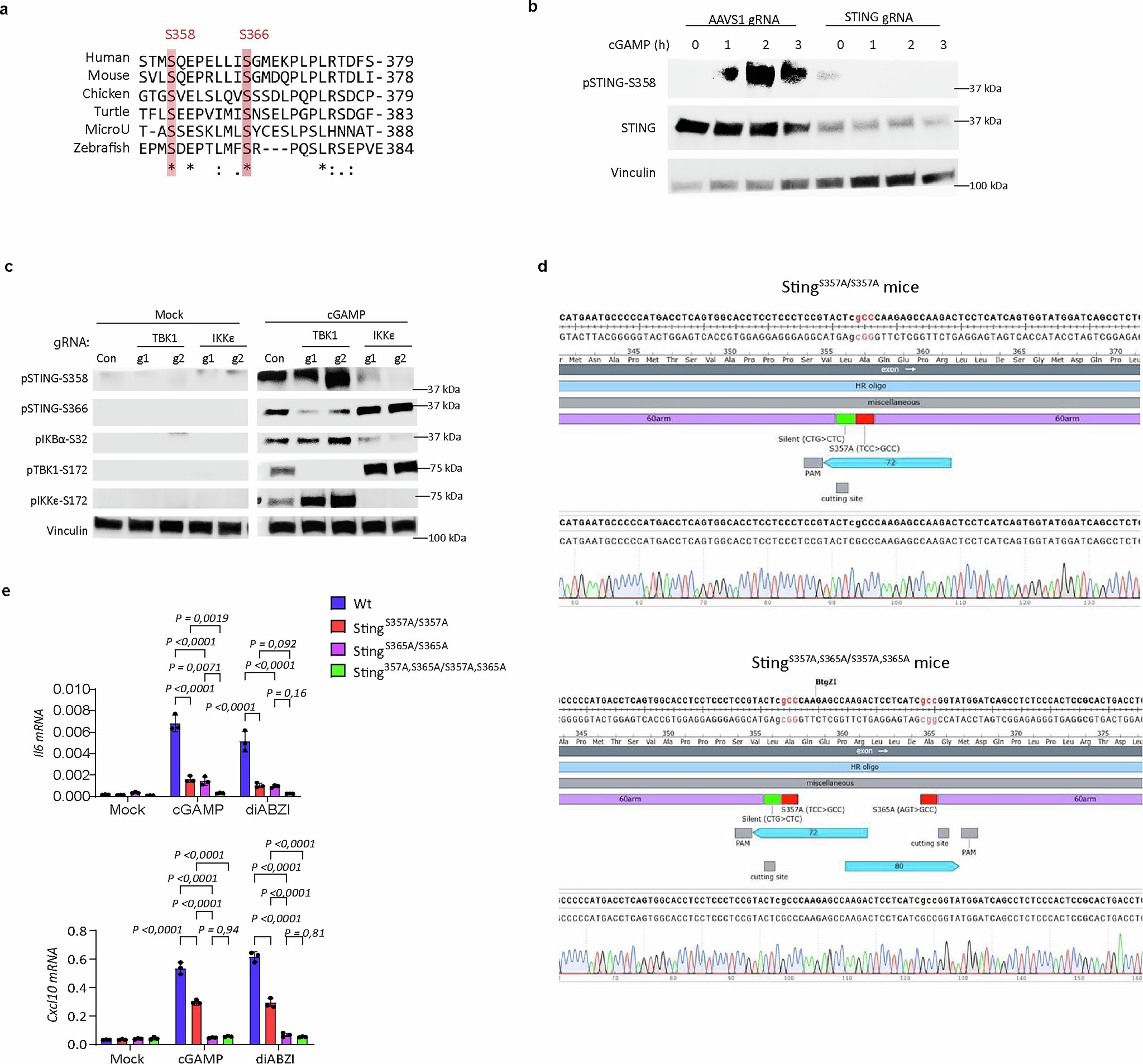 Extended Data Fig. 7: IRF3 docking at STING pS358 facilitates NF-κB activation.