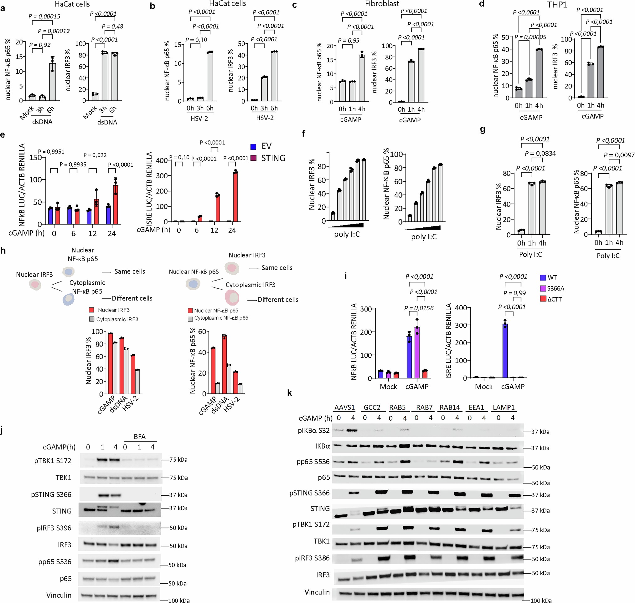 Extended Data Fig. 1: Differential kinetics of STING-mediated activation of IRF3 and NF-κB p65 pathways.