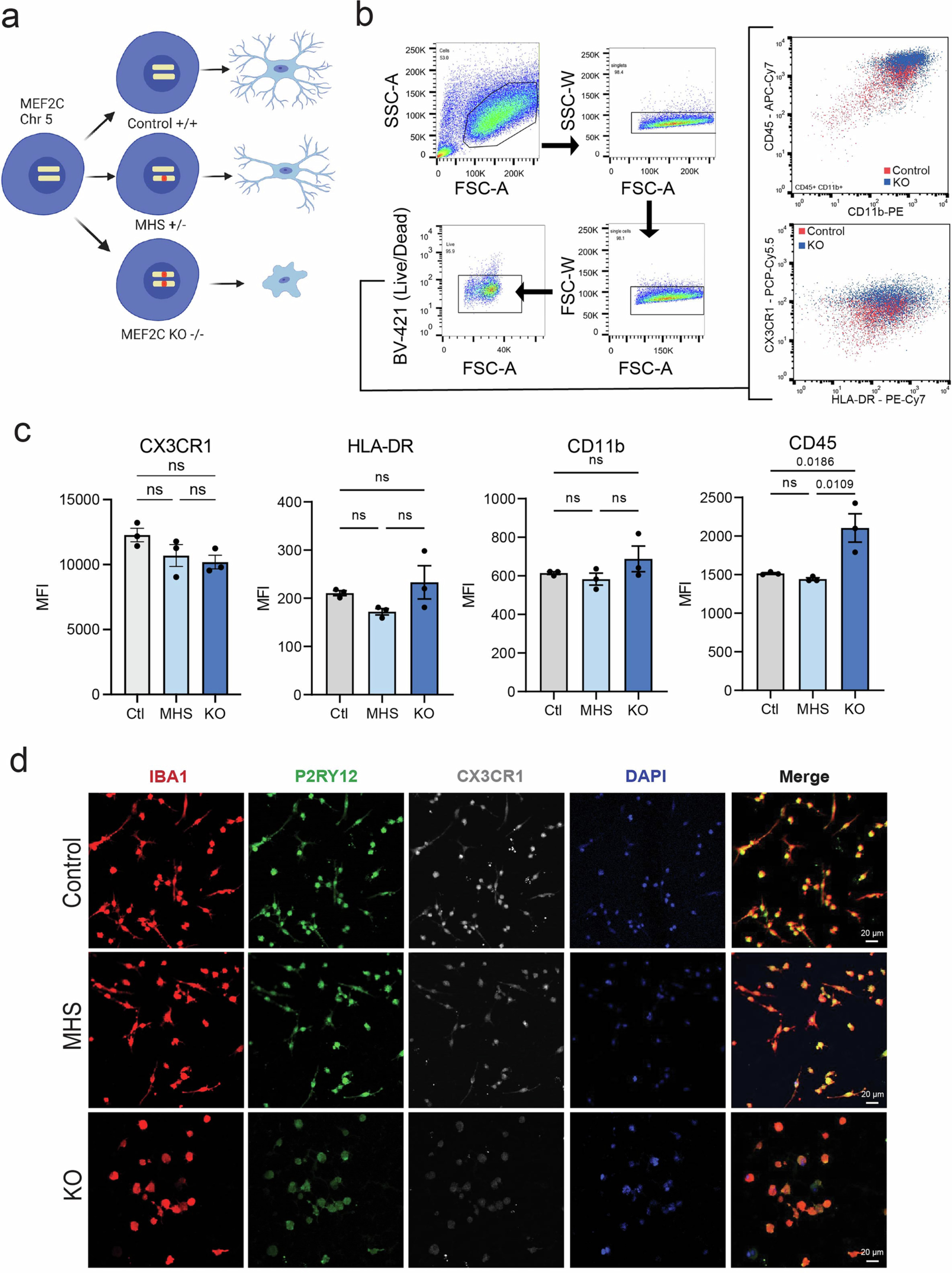 Extended Data Fig. 2: Microglial marker expression in MEF2C-deficient induced pluripotent stem cell-derived microglia in vitro.
