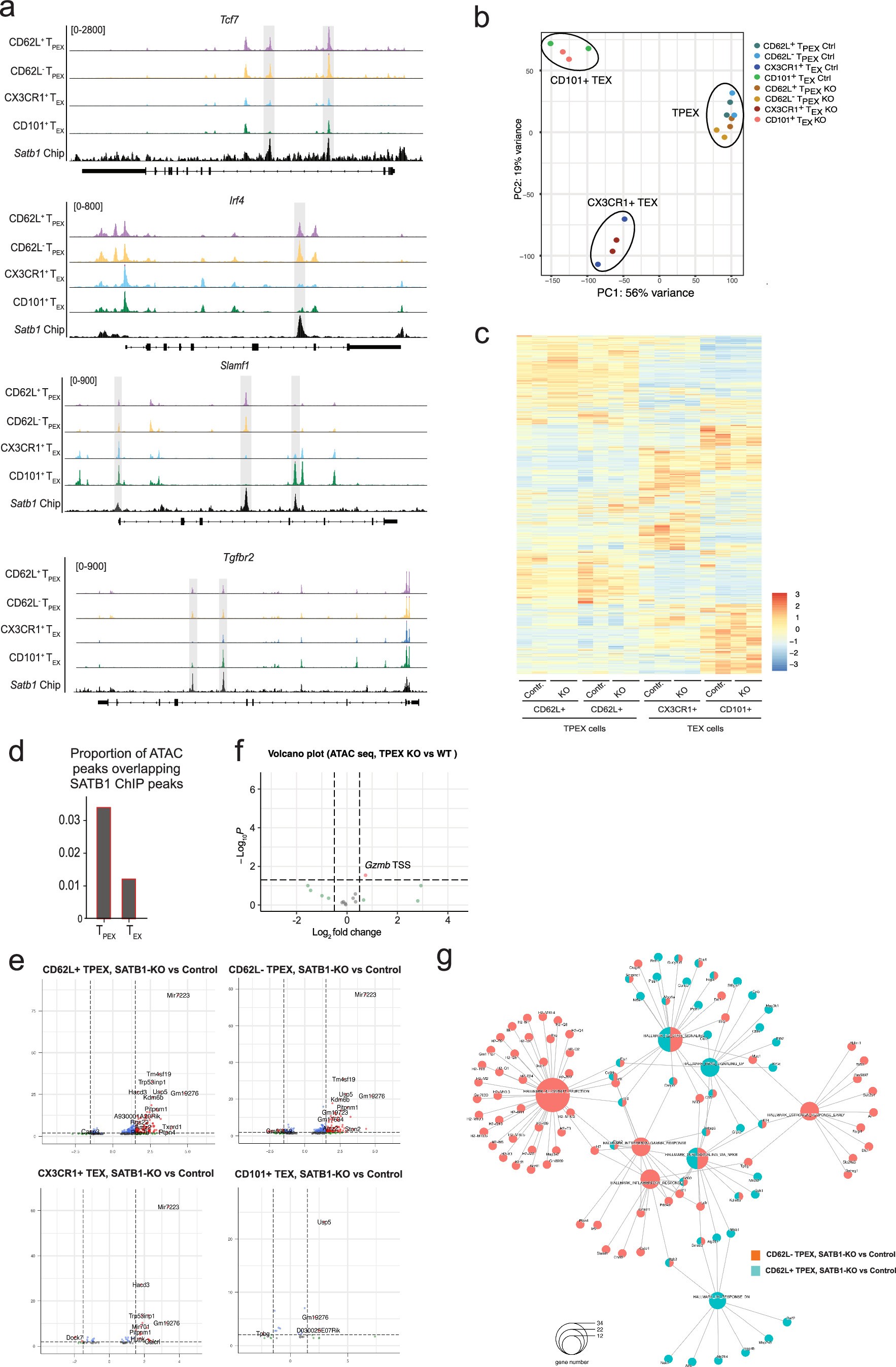 Extended Data Fig. 7: Loss of SATB1 does not impact exhausted T cell subset specific chromatin accessibility.