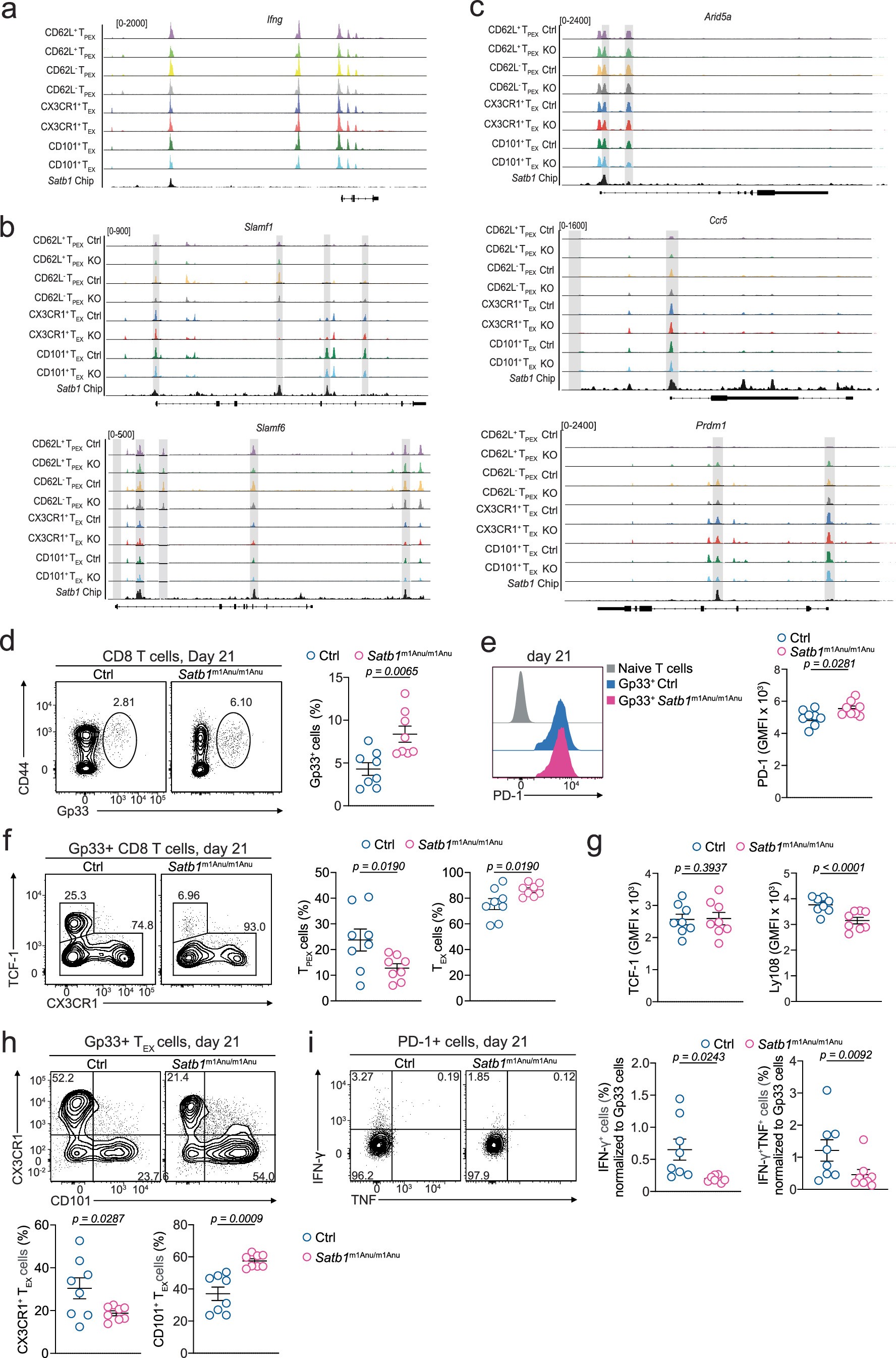 Extended Data Fig. 8: SATB1 binds to genomic regions that show differential accessibility during exhausted T cell differentiation.