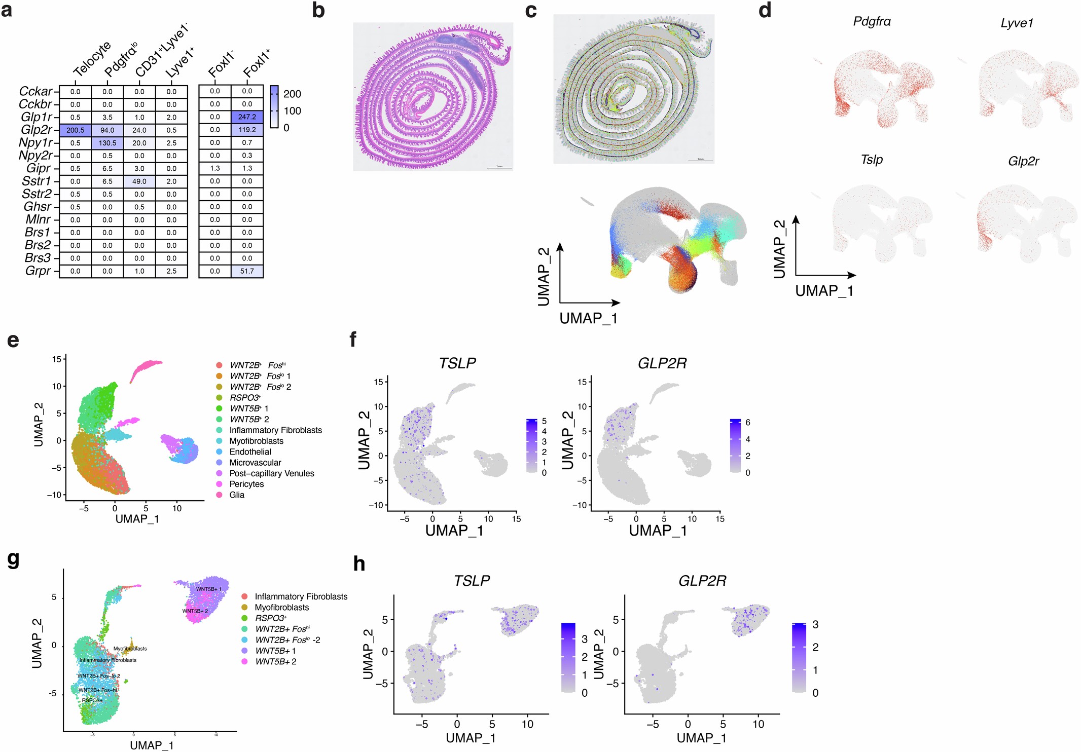 Extended Data Fig. 6: scRNA-seq analyses of publicly available mouse and human intestinal stromal cell datasets.